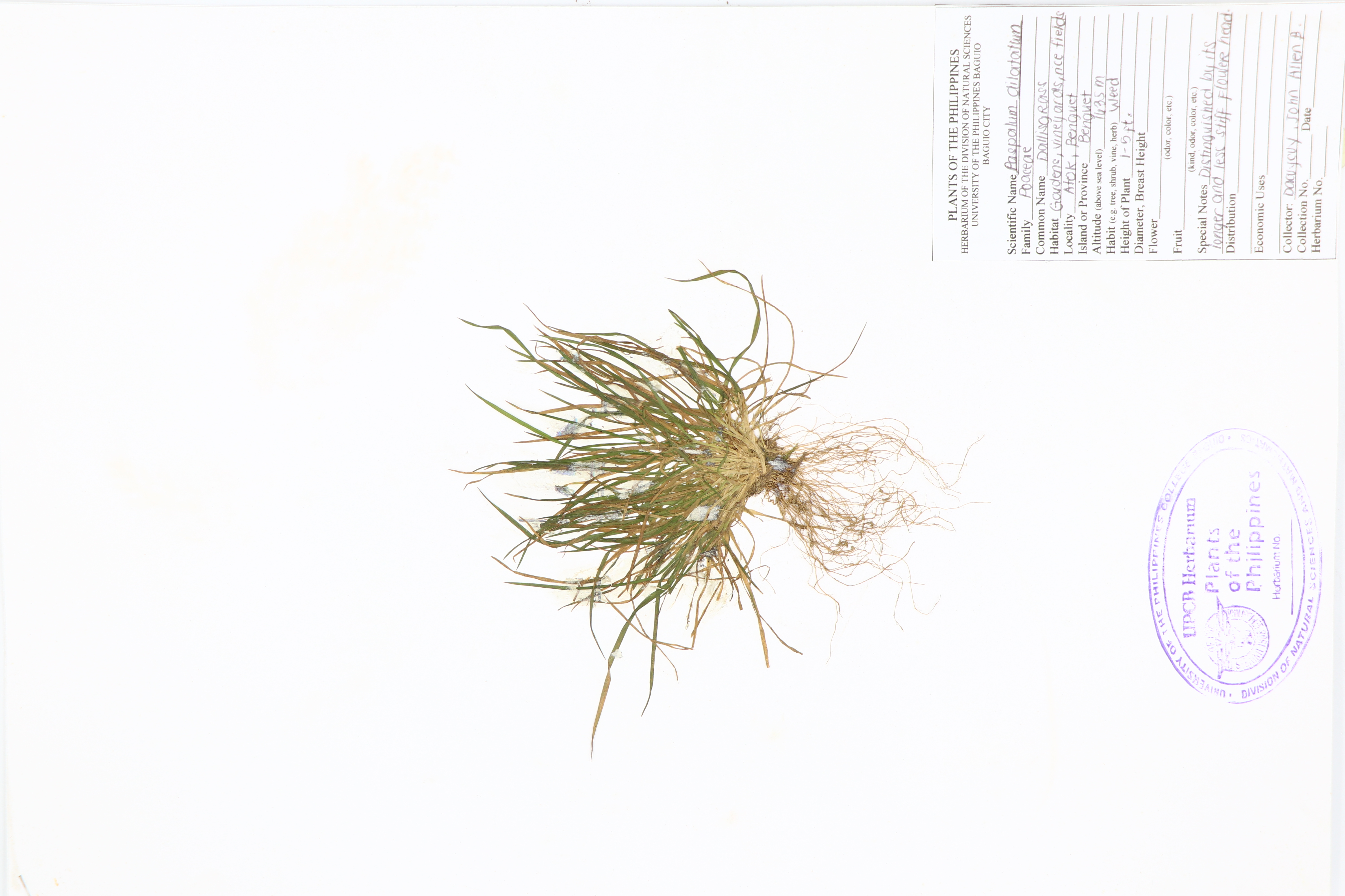 Paspalum dilatatum