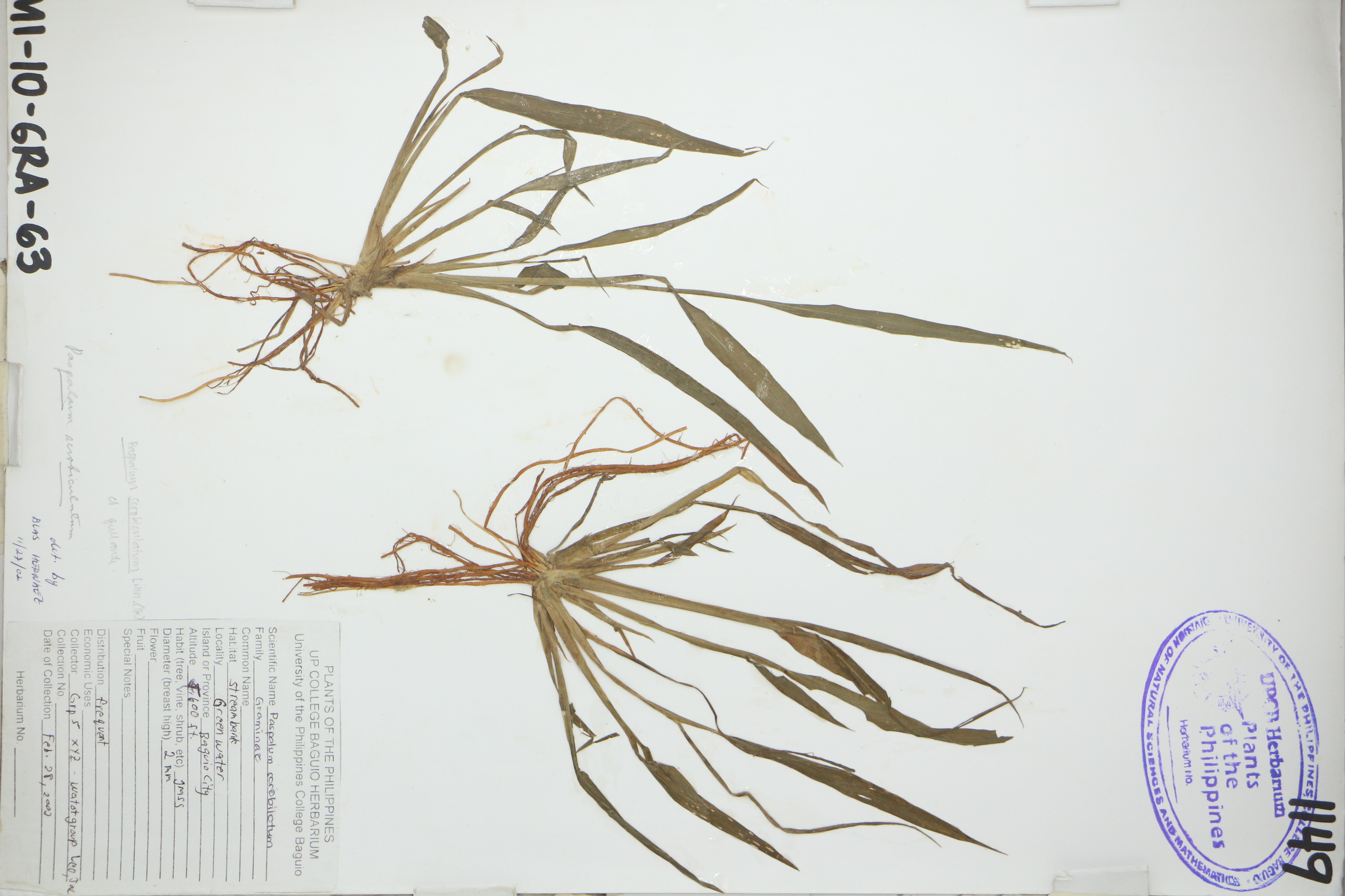 Paspalum scrobiculatum