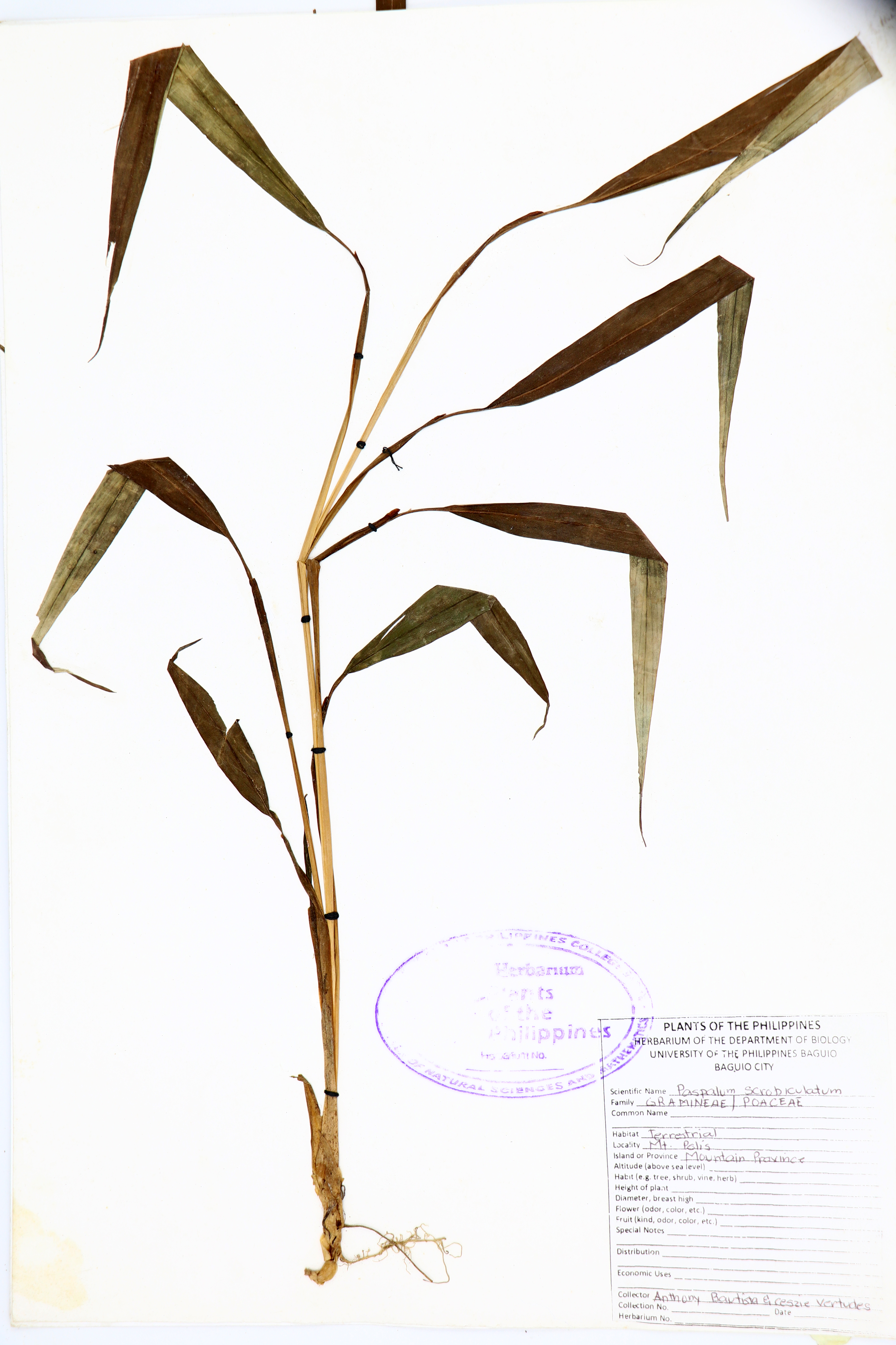 Paspalum scrobiculatum