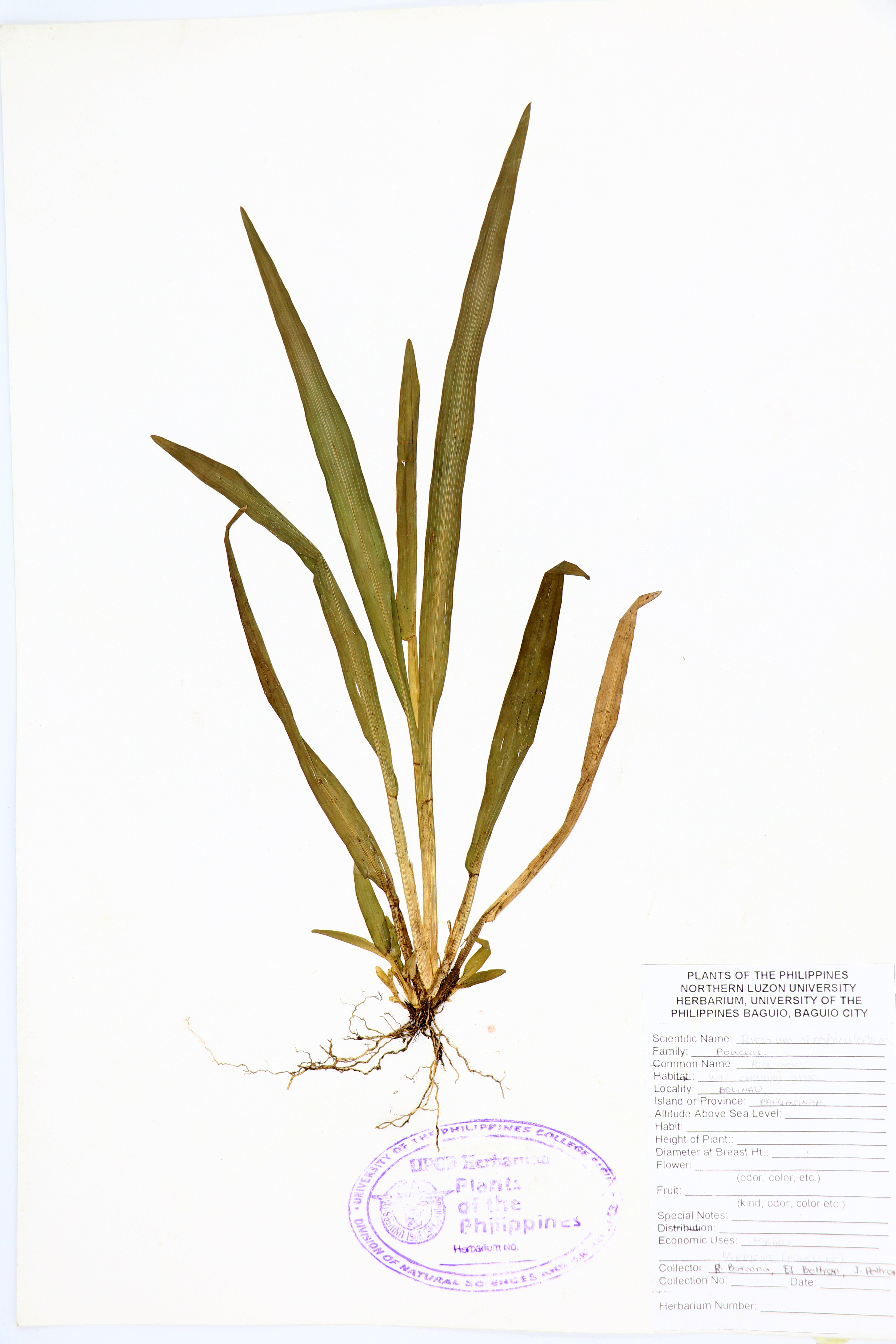 Paspalum scrobiculatum