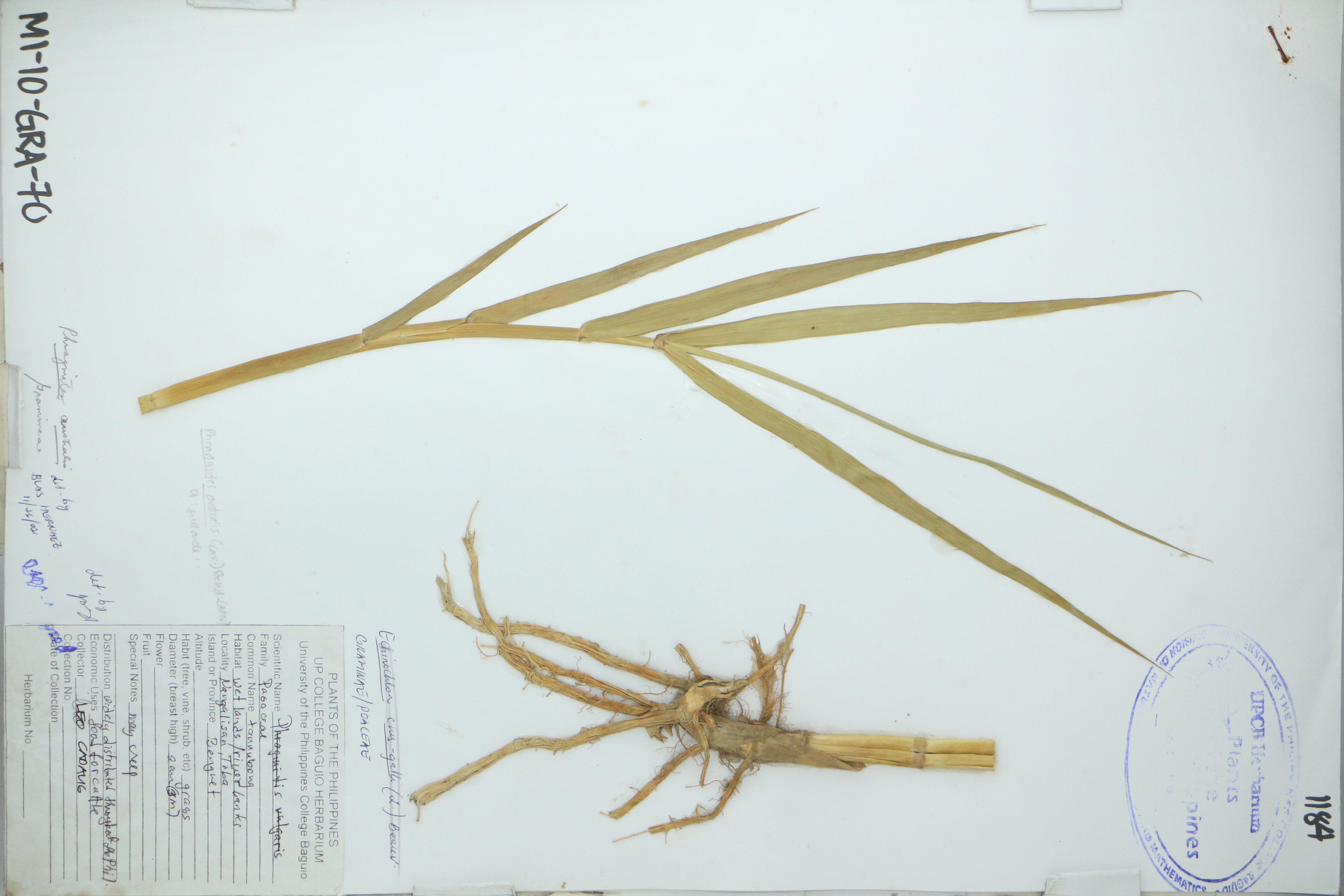 Phragmites australis