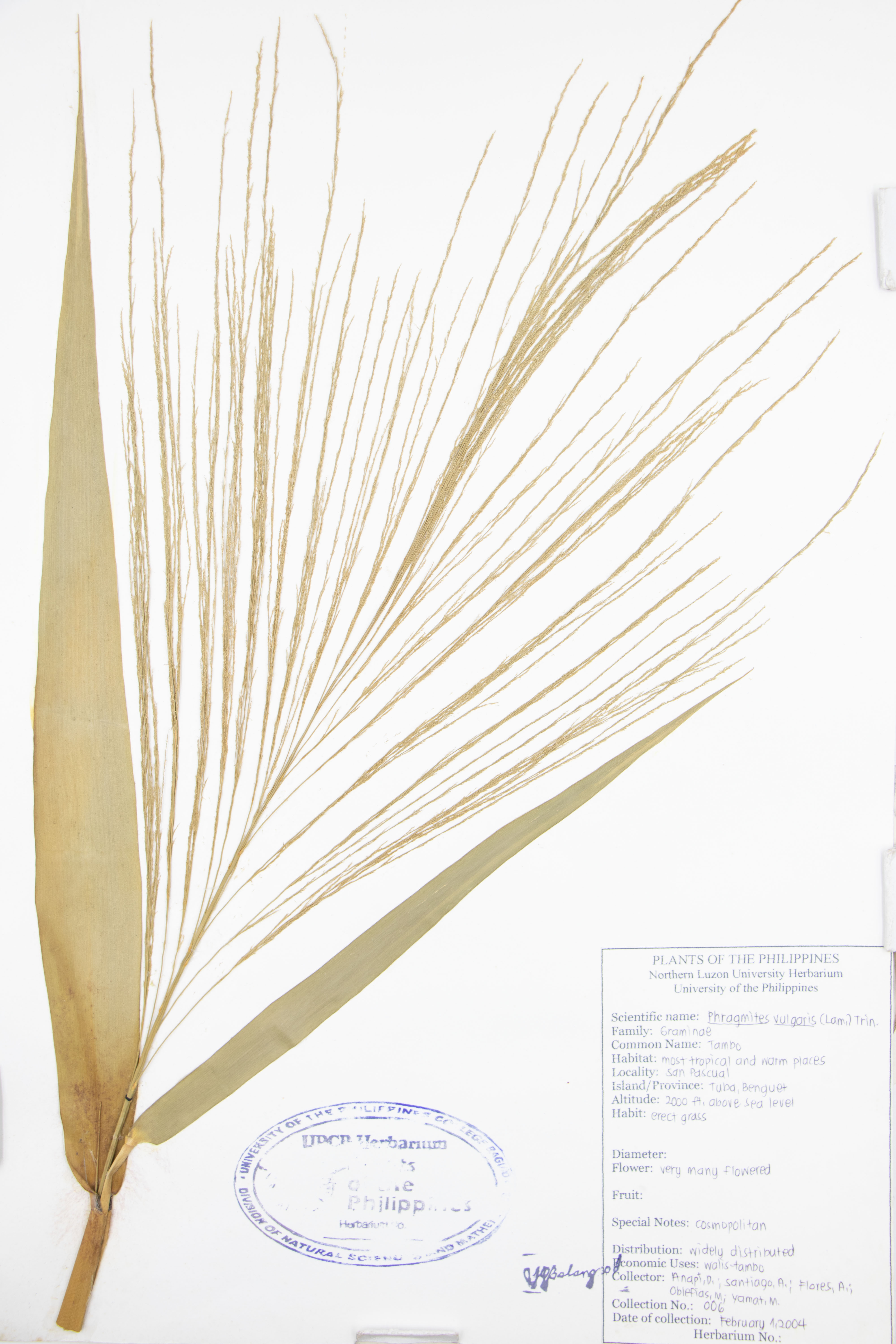 Phragmites australis