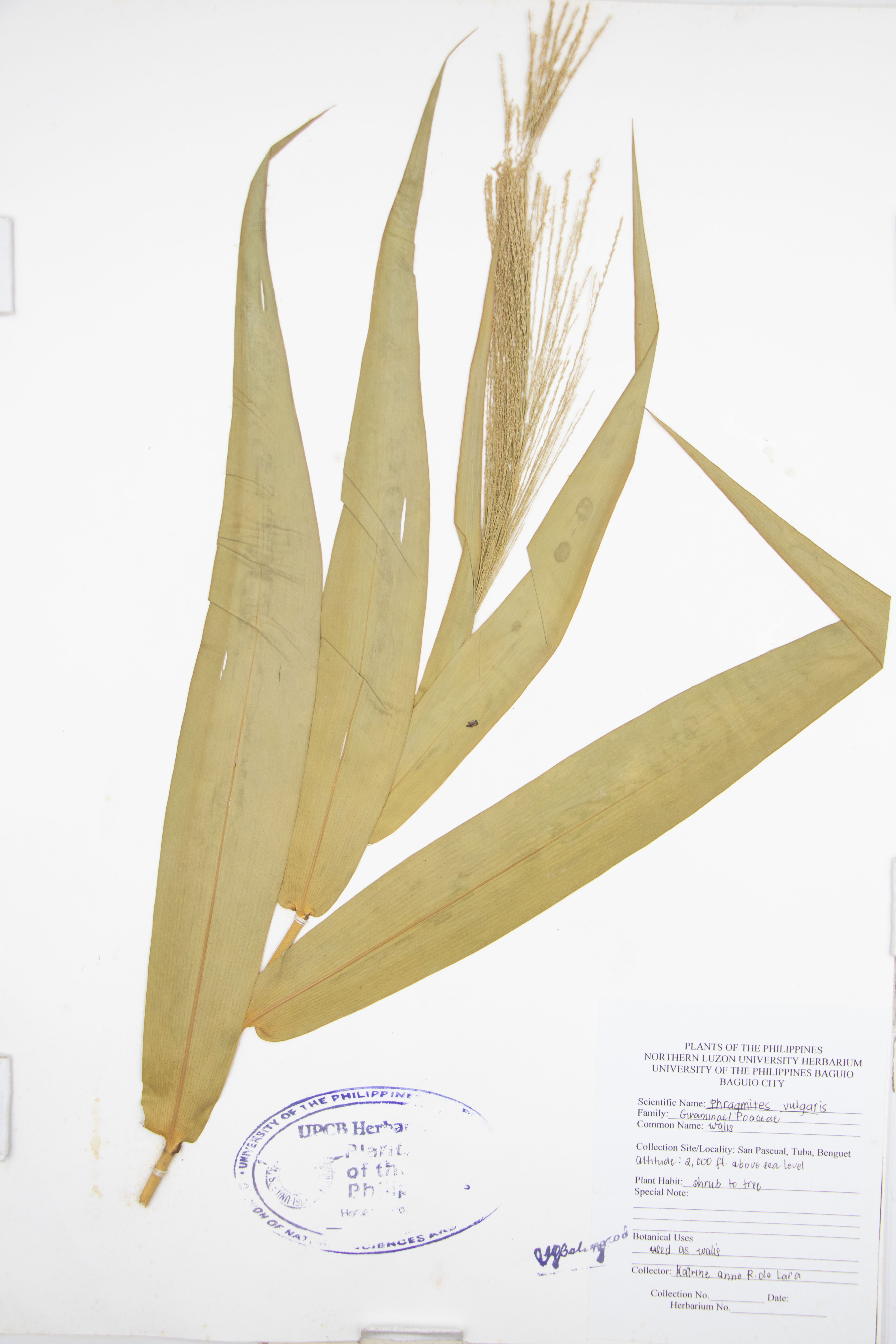 Phragmites australis