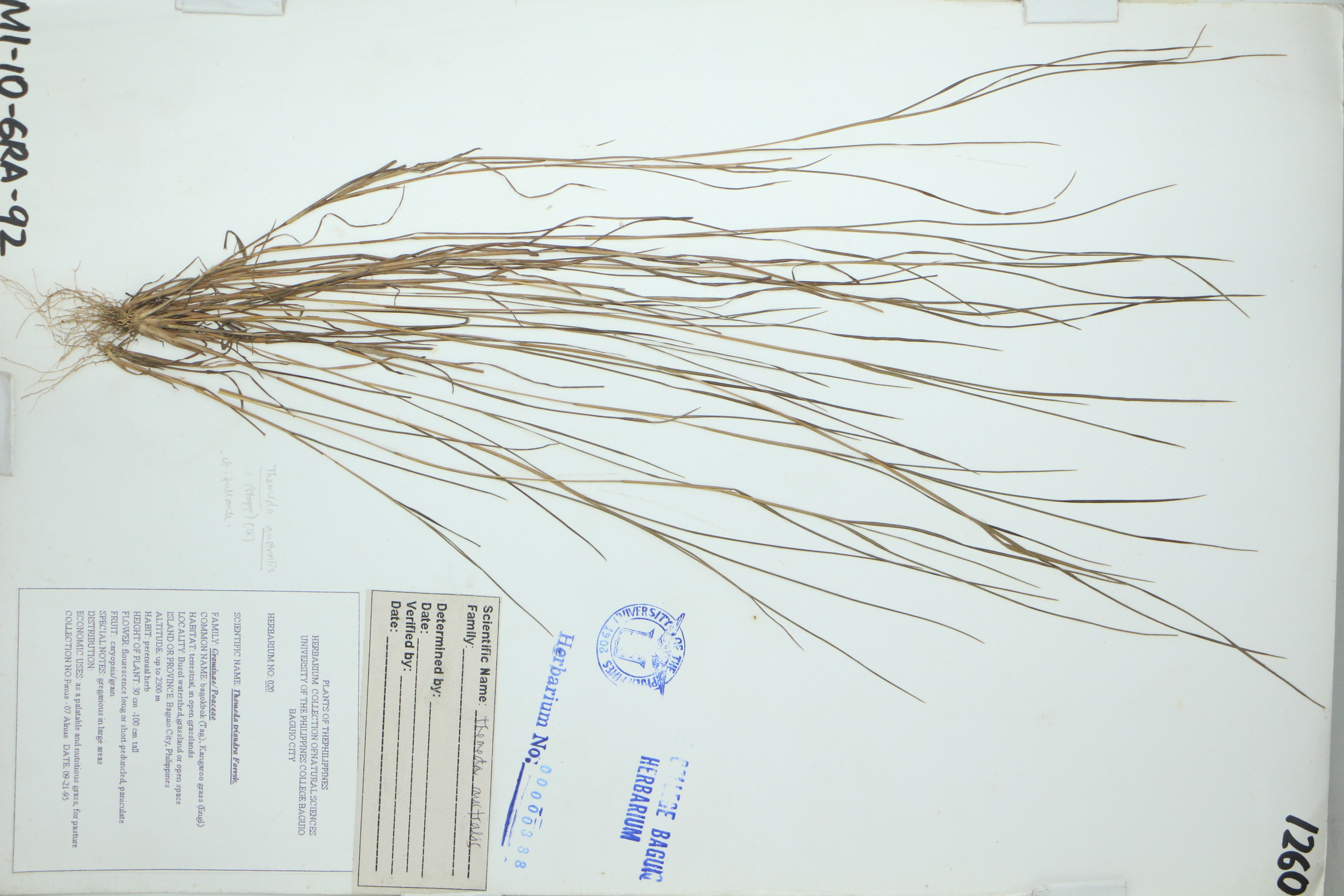 Themeda triandra