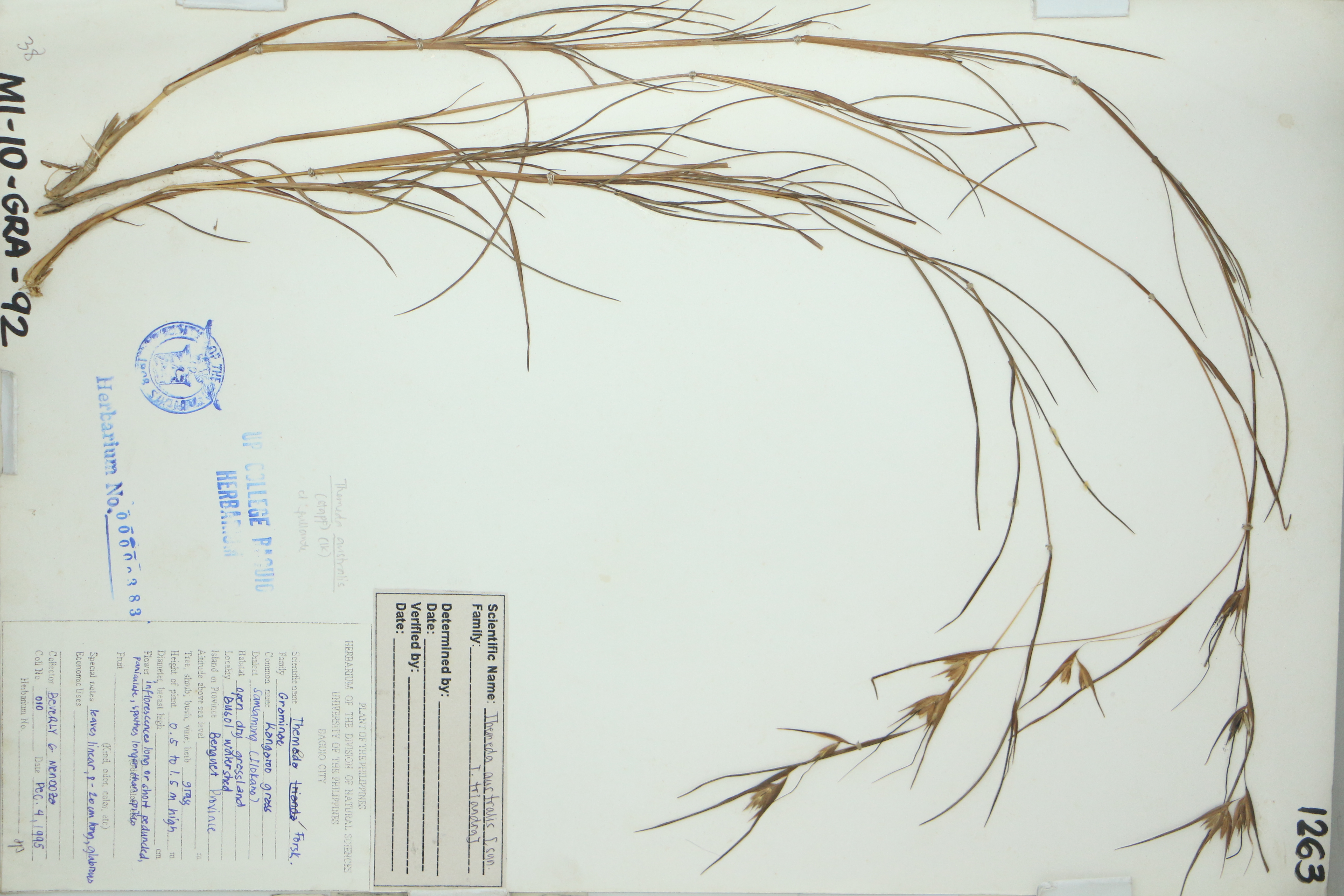 Themeda triandra