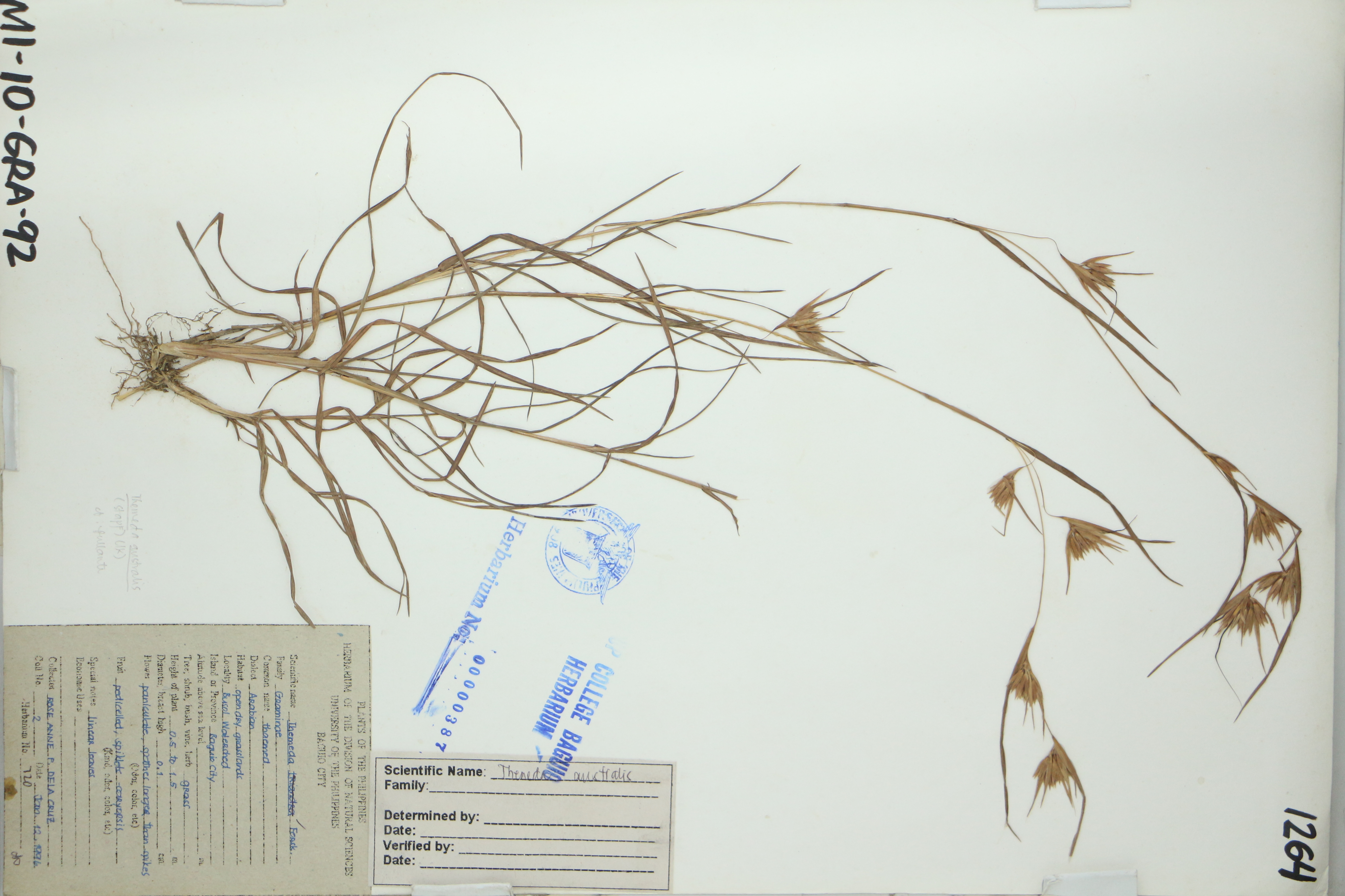 Themeda triandra