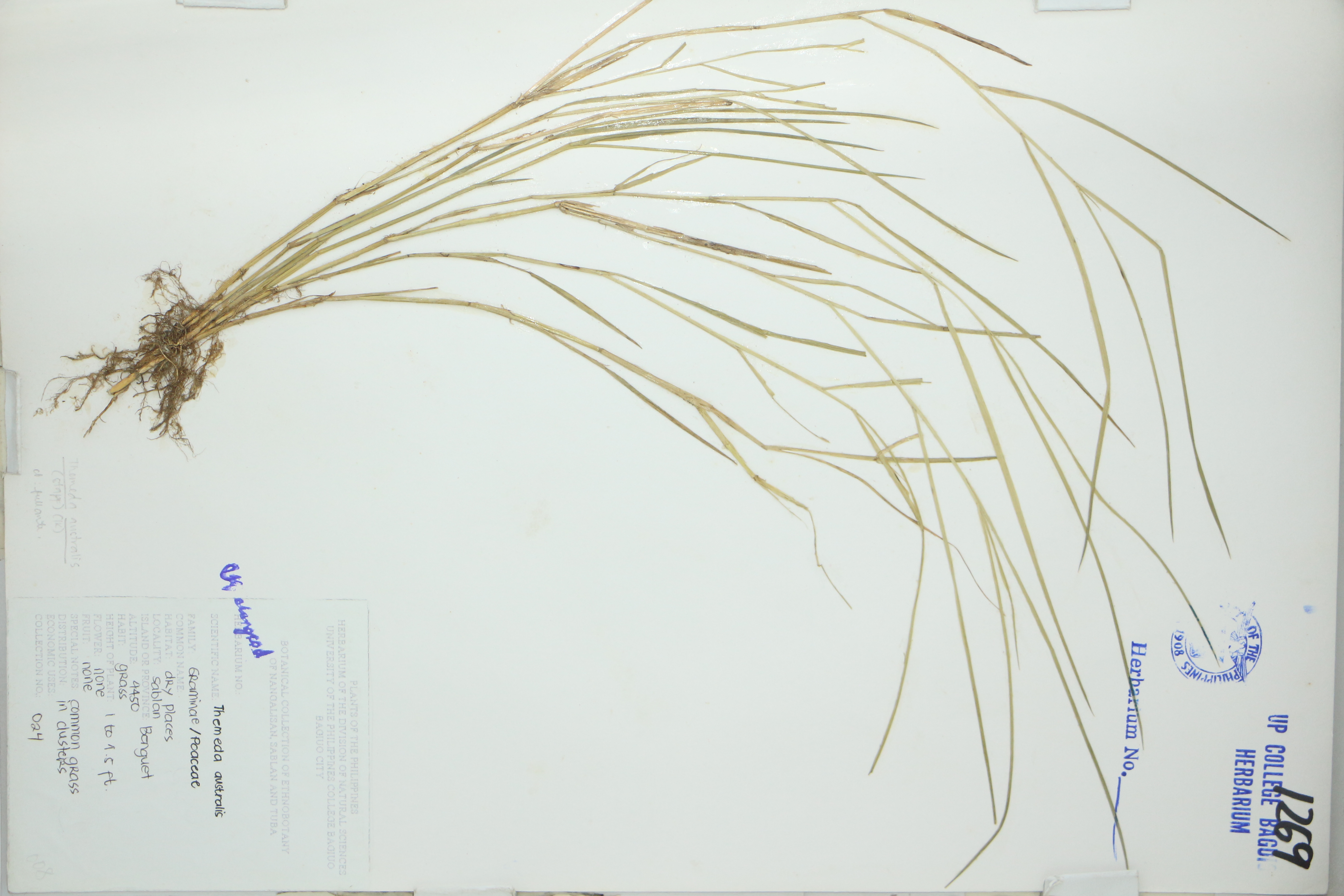 Themeda triandra