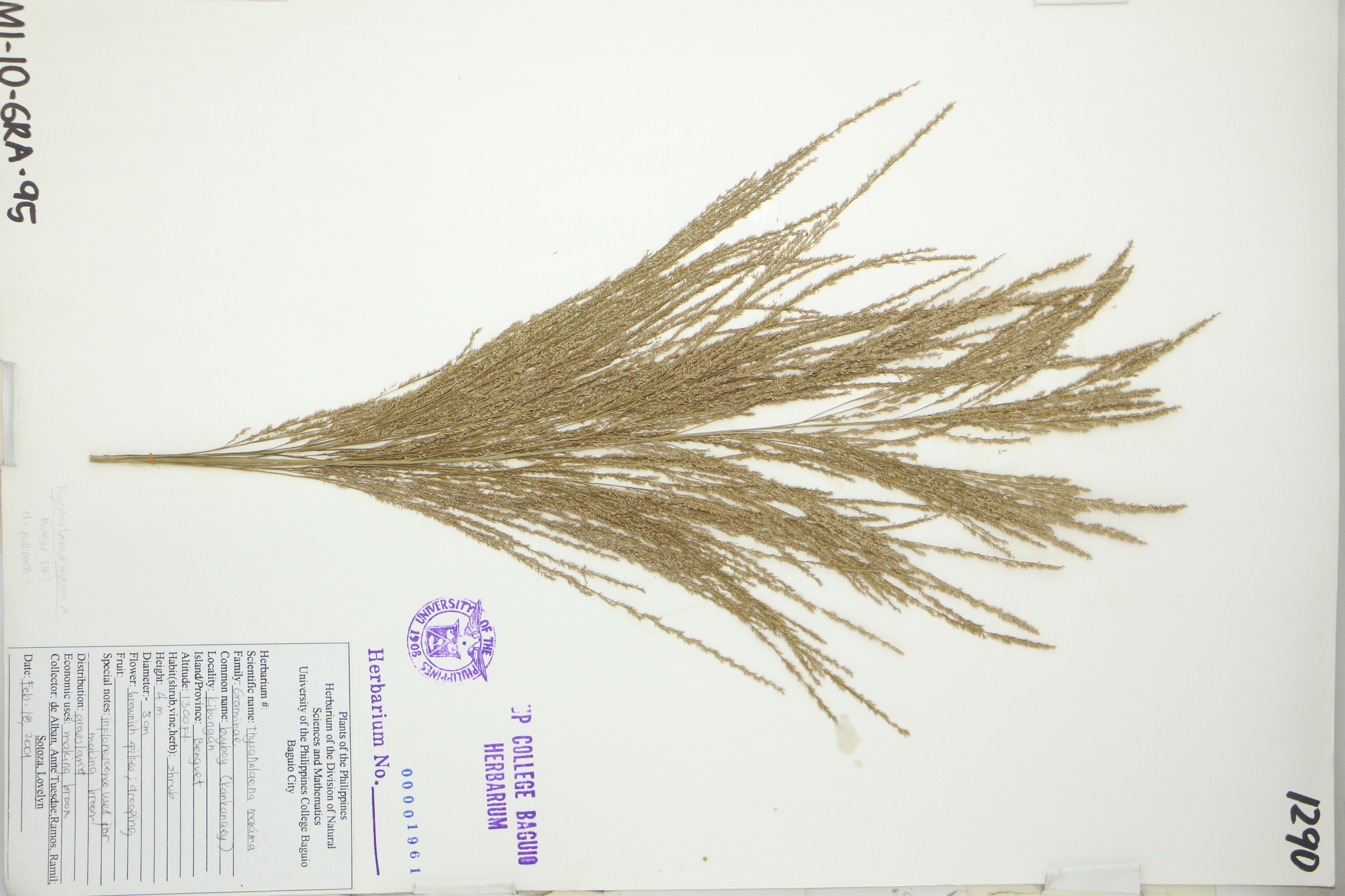 Thysanolaena latifolia