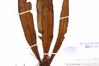 Belvisia platyrhynchos