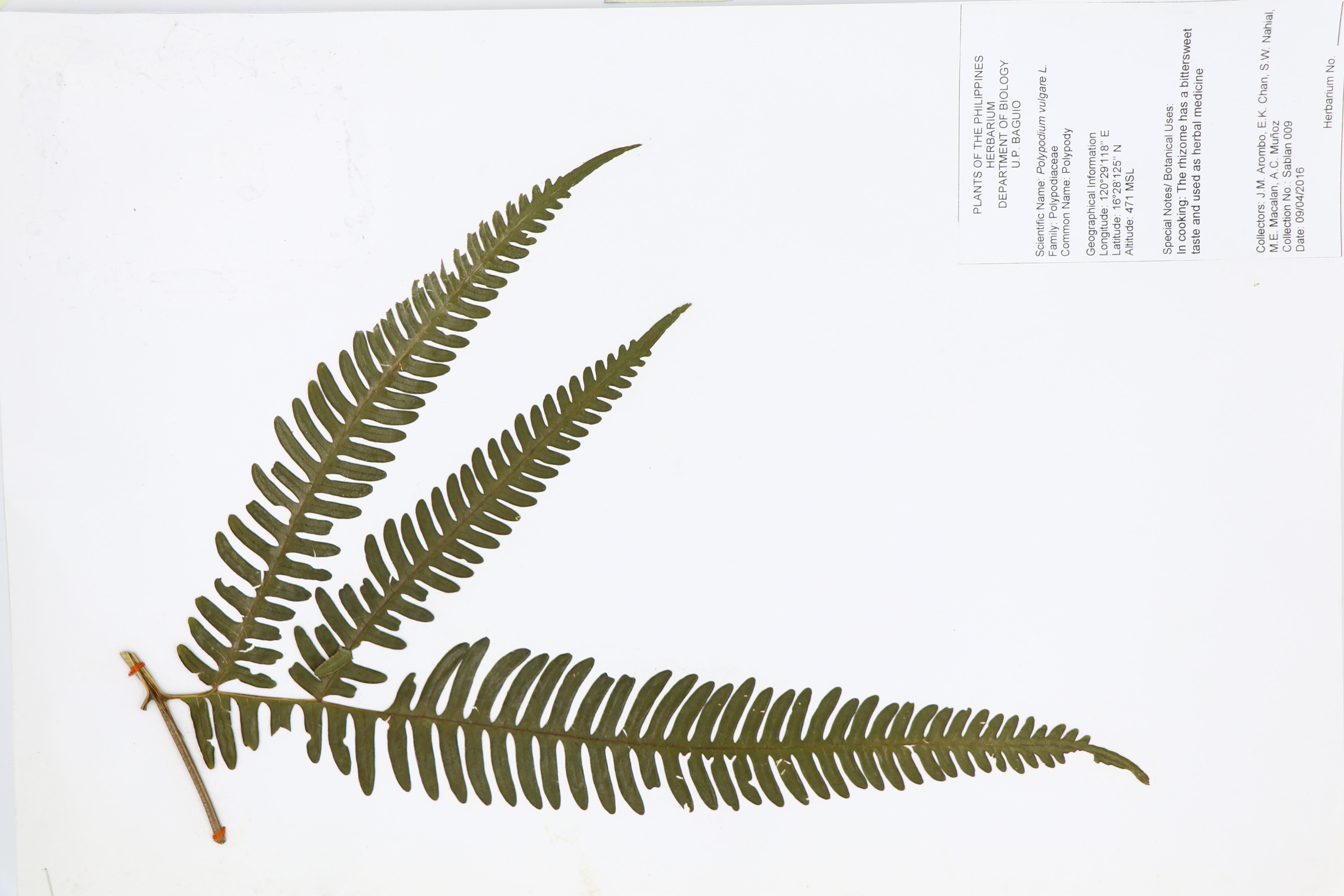 Polypodium vulgare