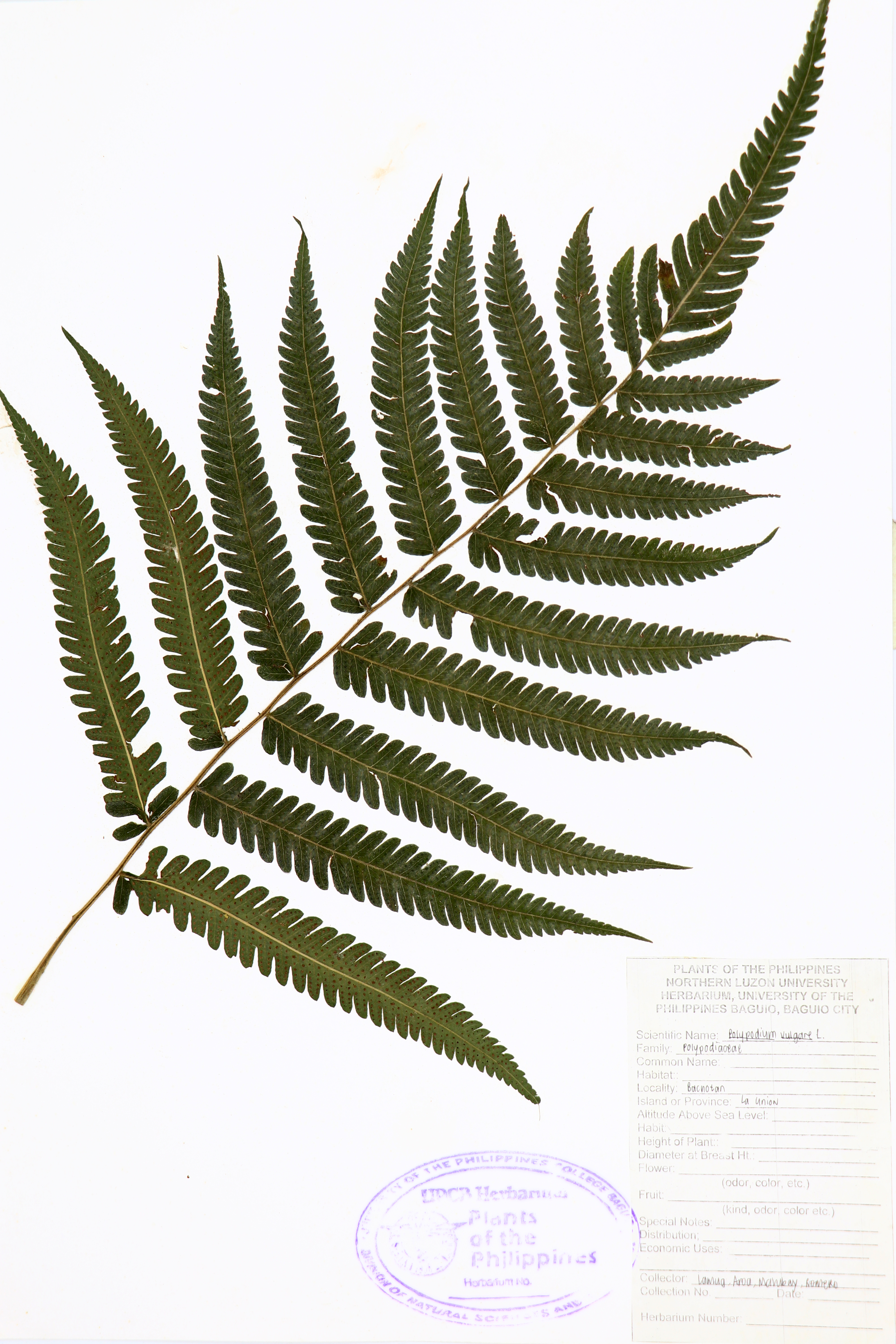 Polypodium vulgare