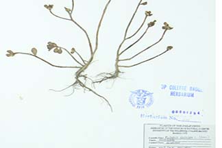 Portulaca oleracea