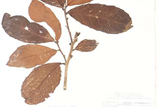 Helicia robusta