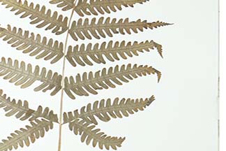 Pteris biaurita