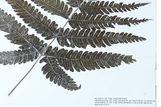 Pteris blumeana