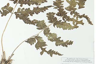 Pteris blumeana