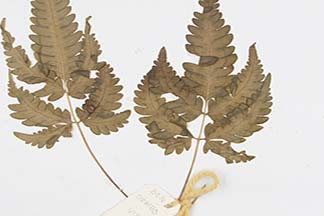 Pteris blumeana