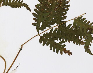 Pteris blumeana