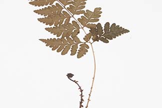 Pteris khasiana subsp. fauriei