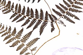 Pteris tripartita