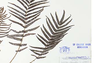 Pteris vittata