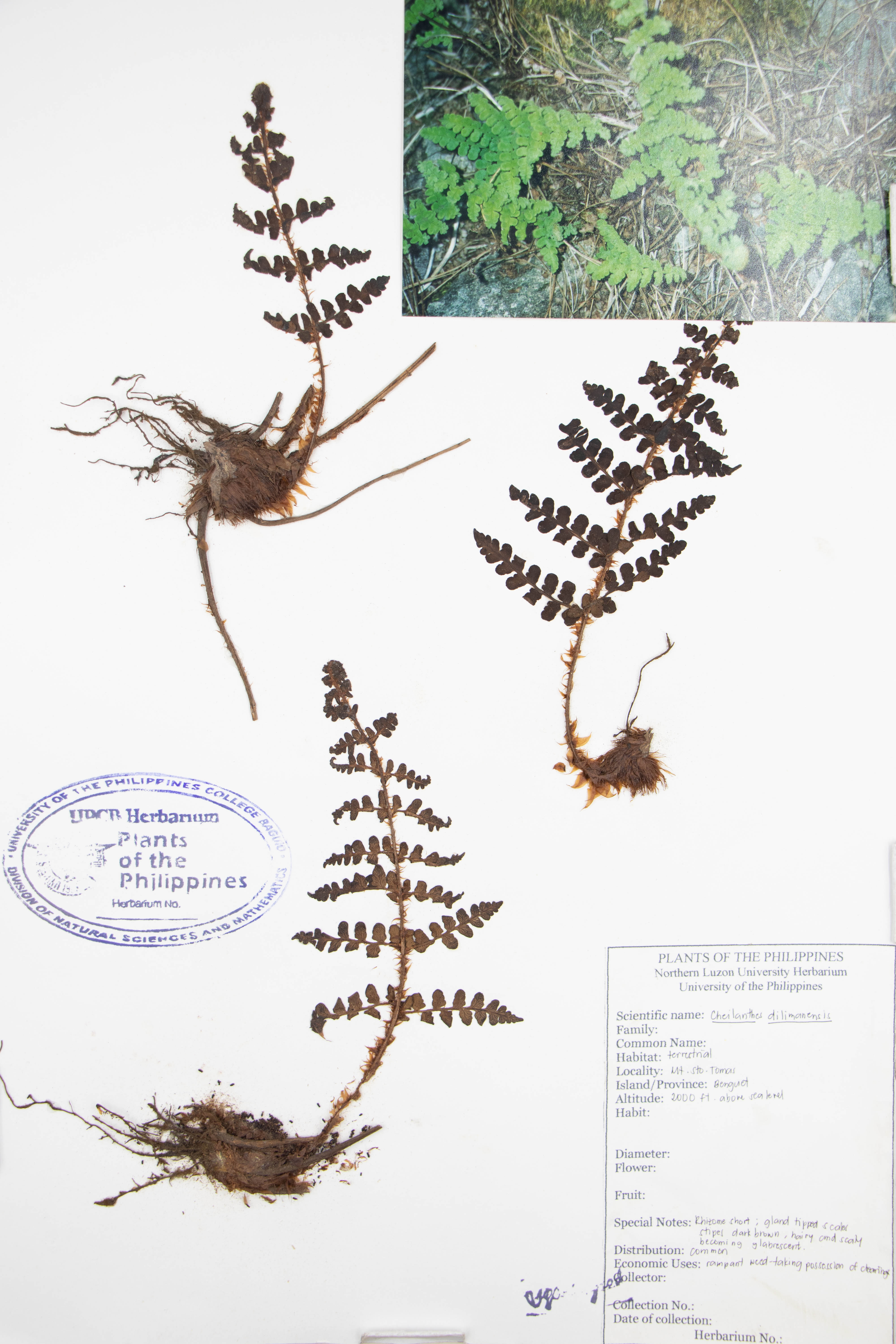 Cheilanthes dilimanensis