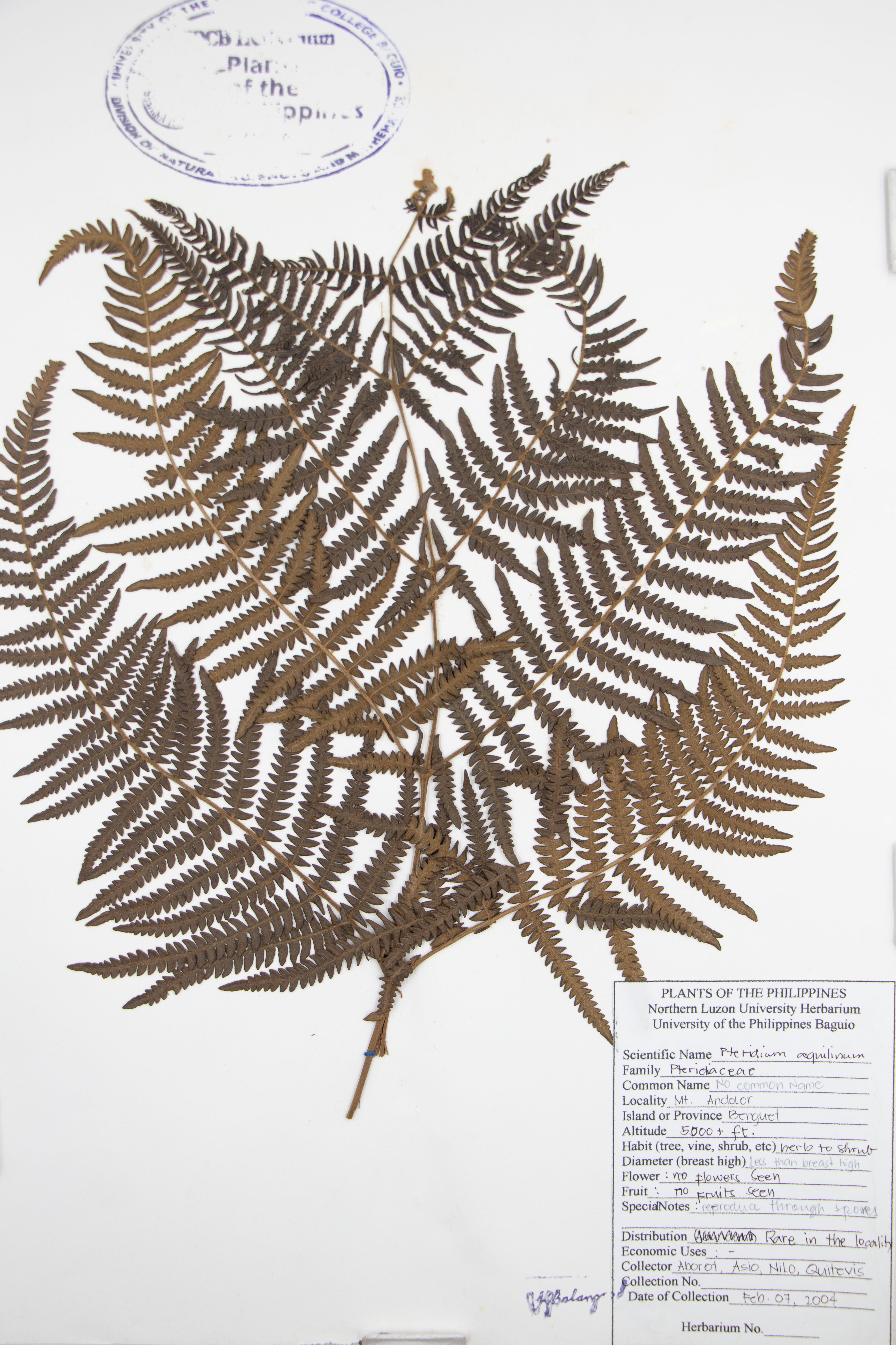 Pteridium aquilinum