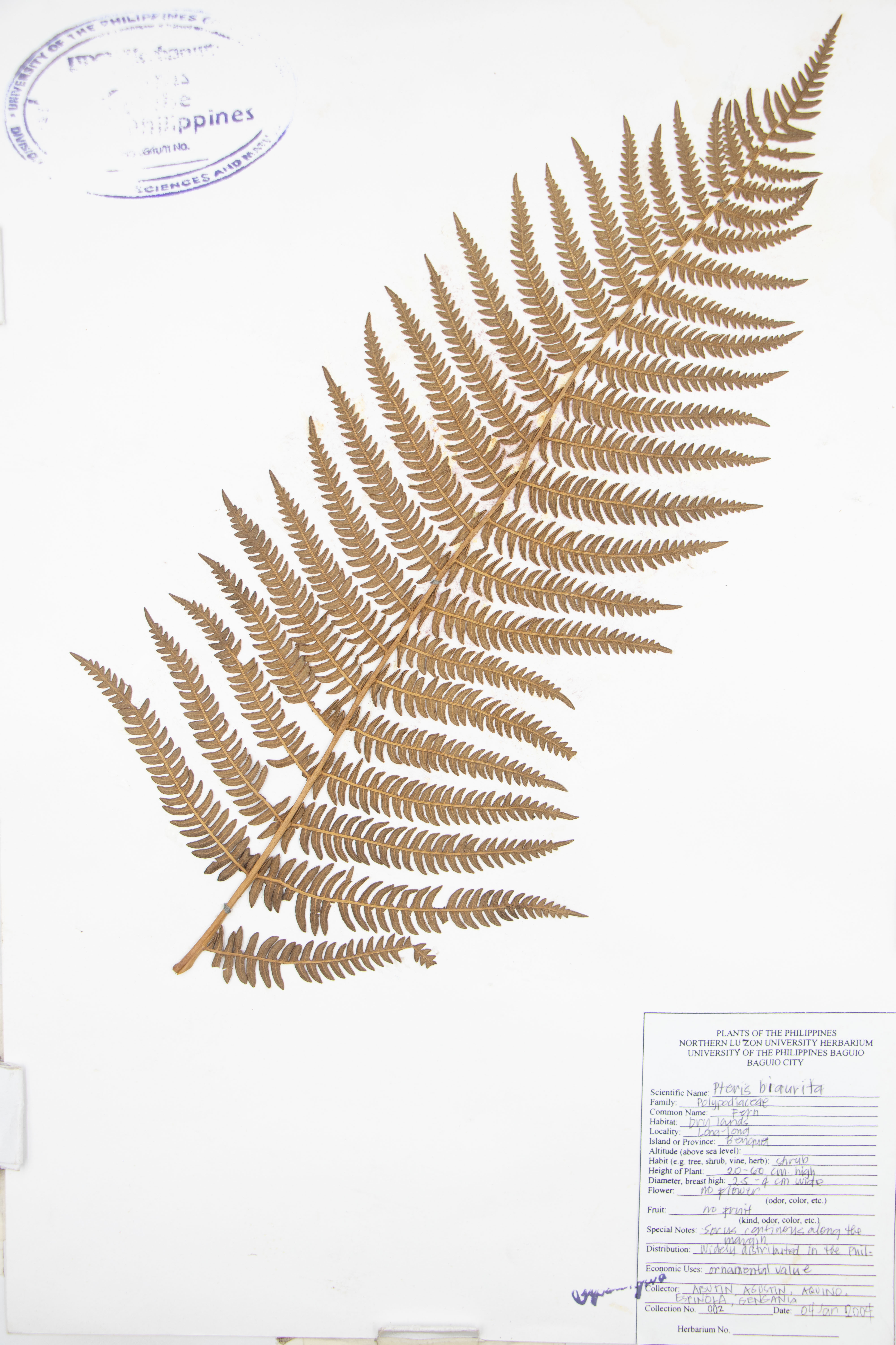 Pteris biaurita