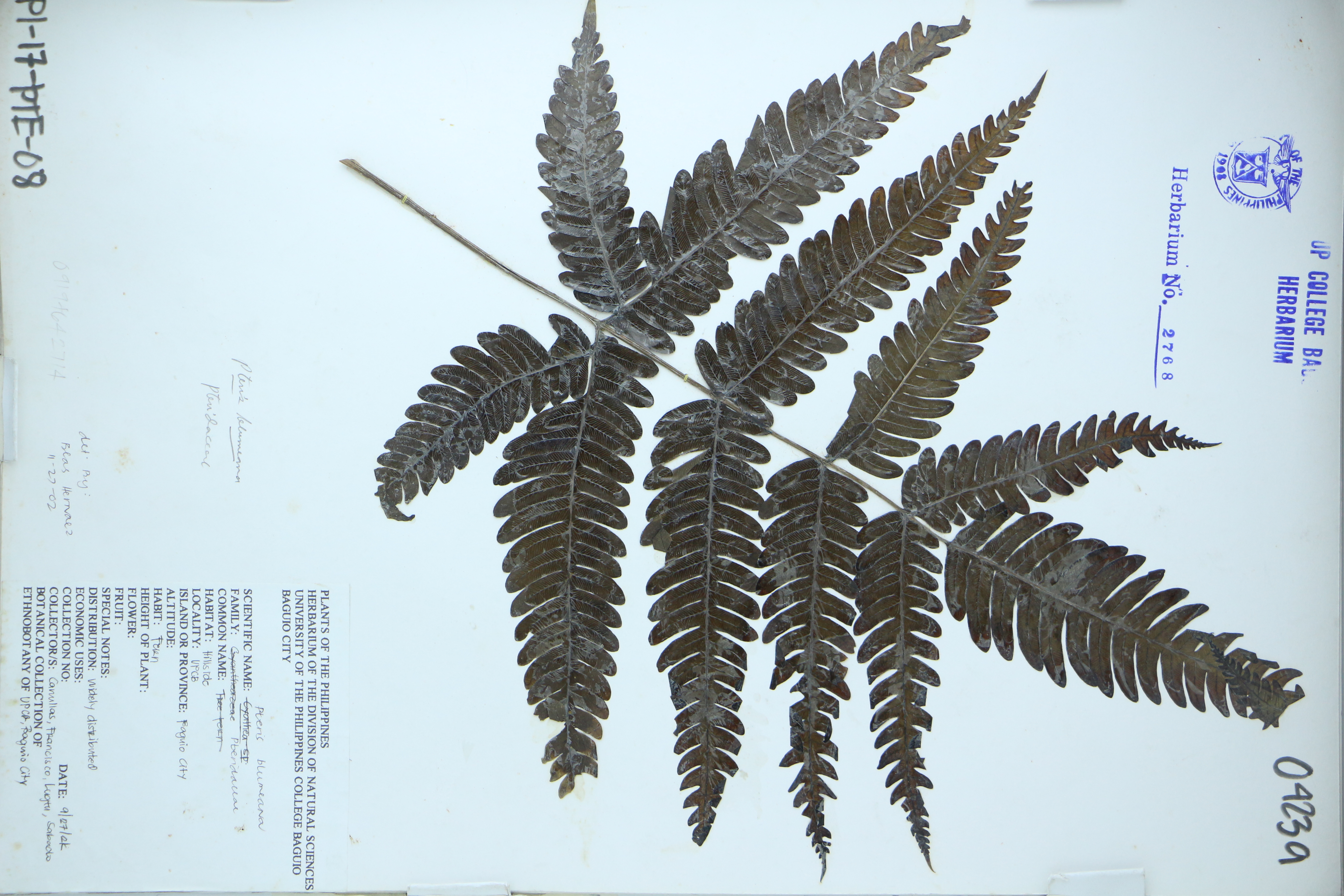 Pteris blumeana