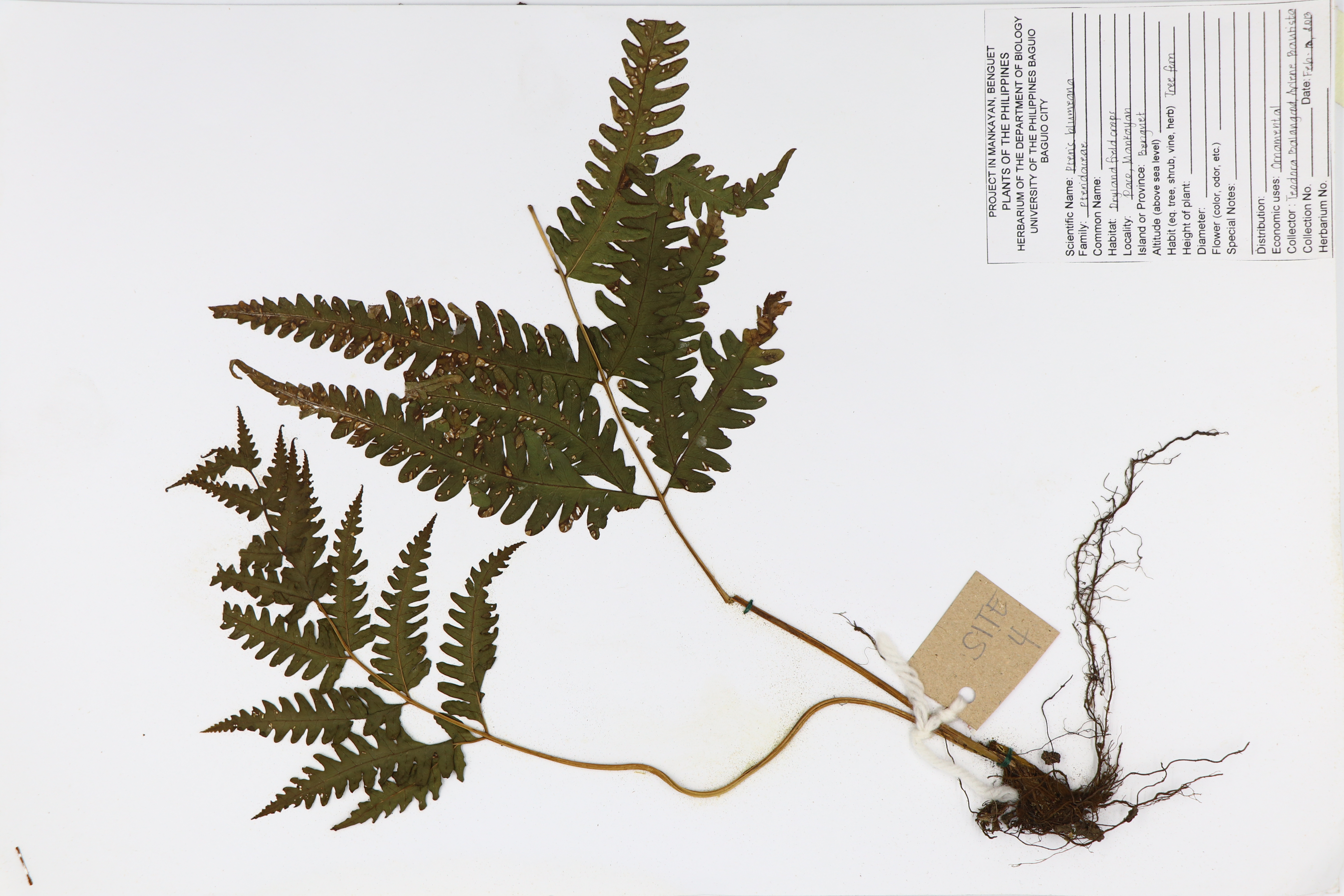 Pteris blumeana