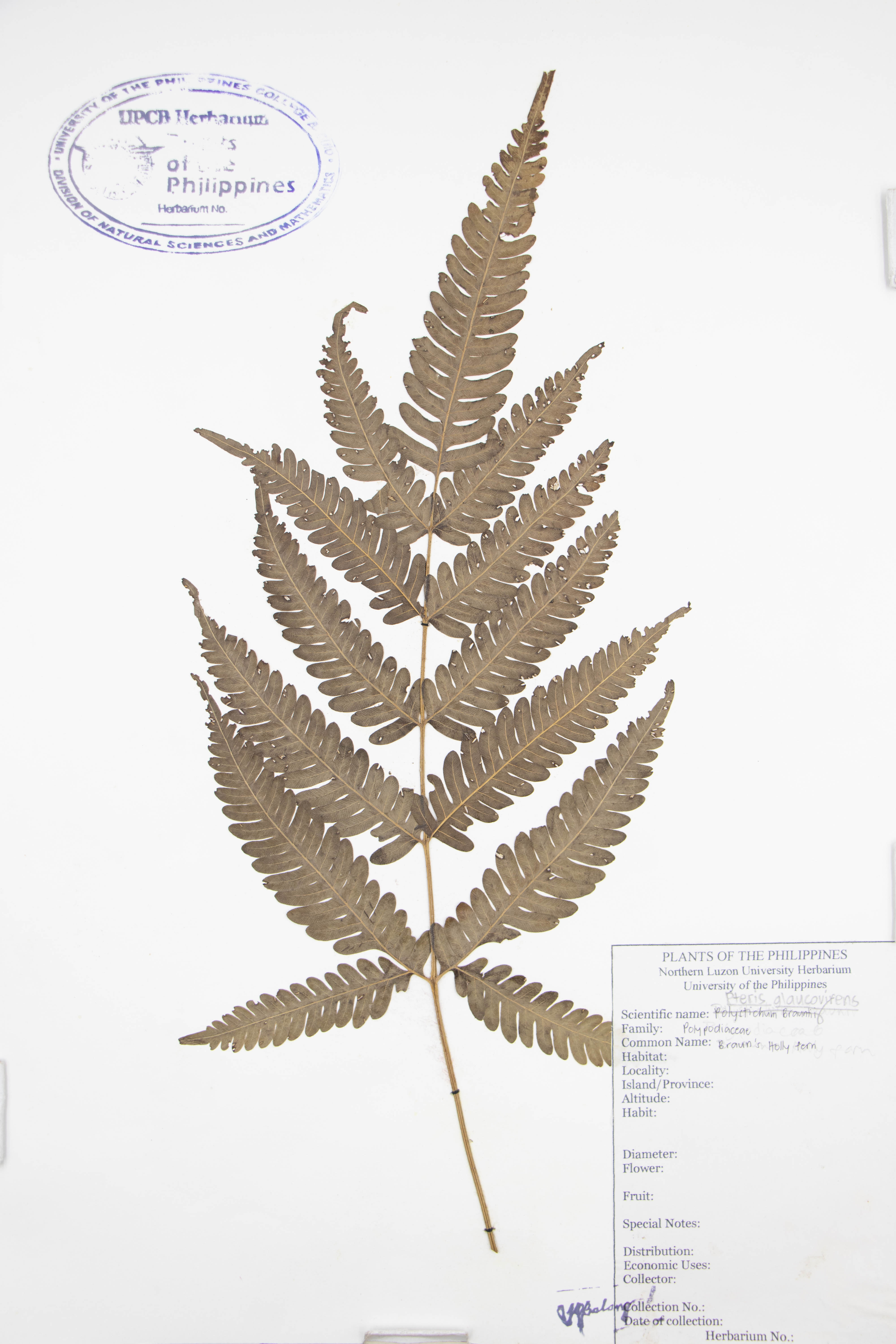 Pteris glaucovirens