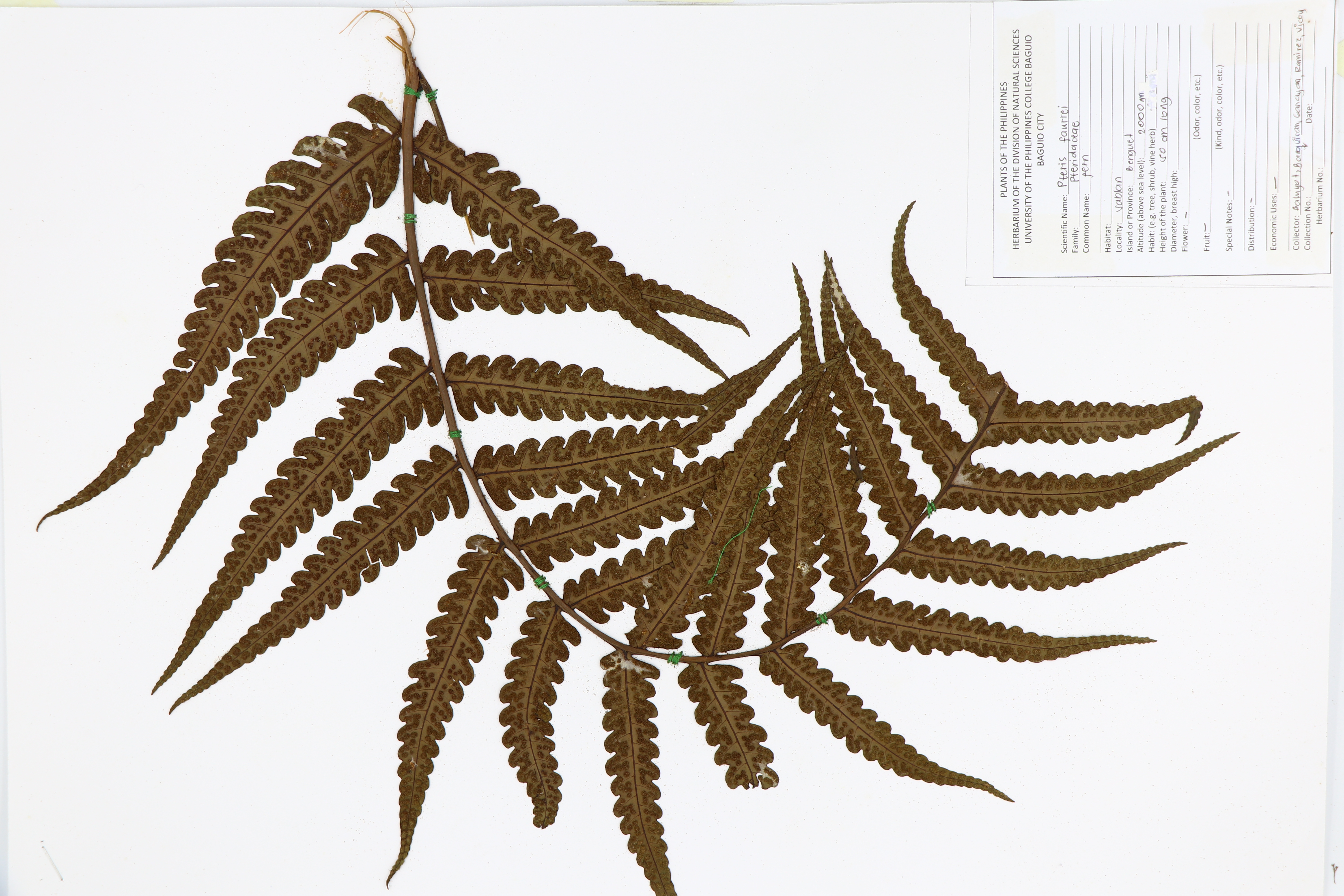 Pteris khasiana subsp. fauriei