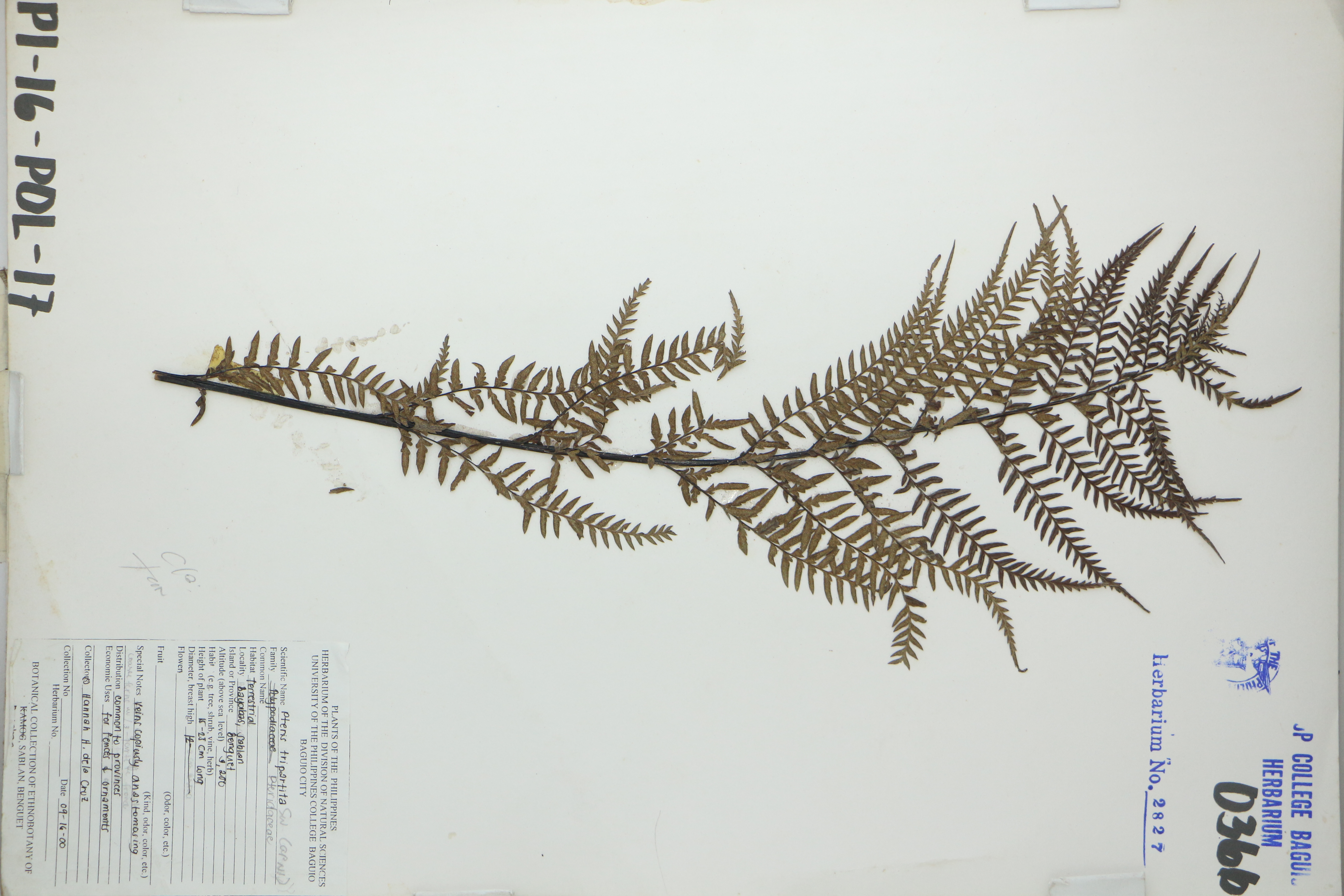 Pteris tripartita