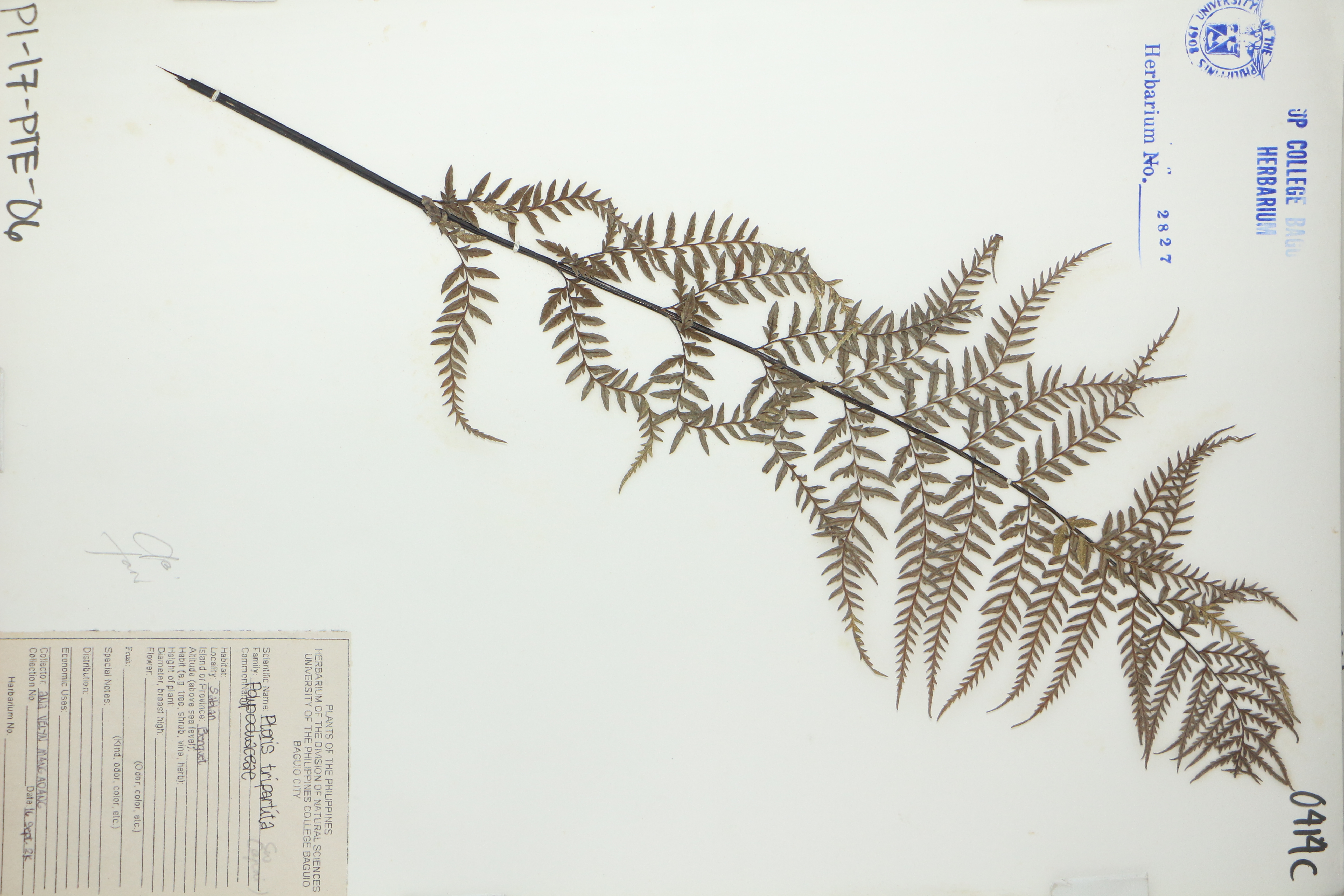 Pteris tripartita