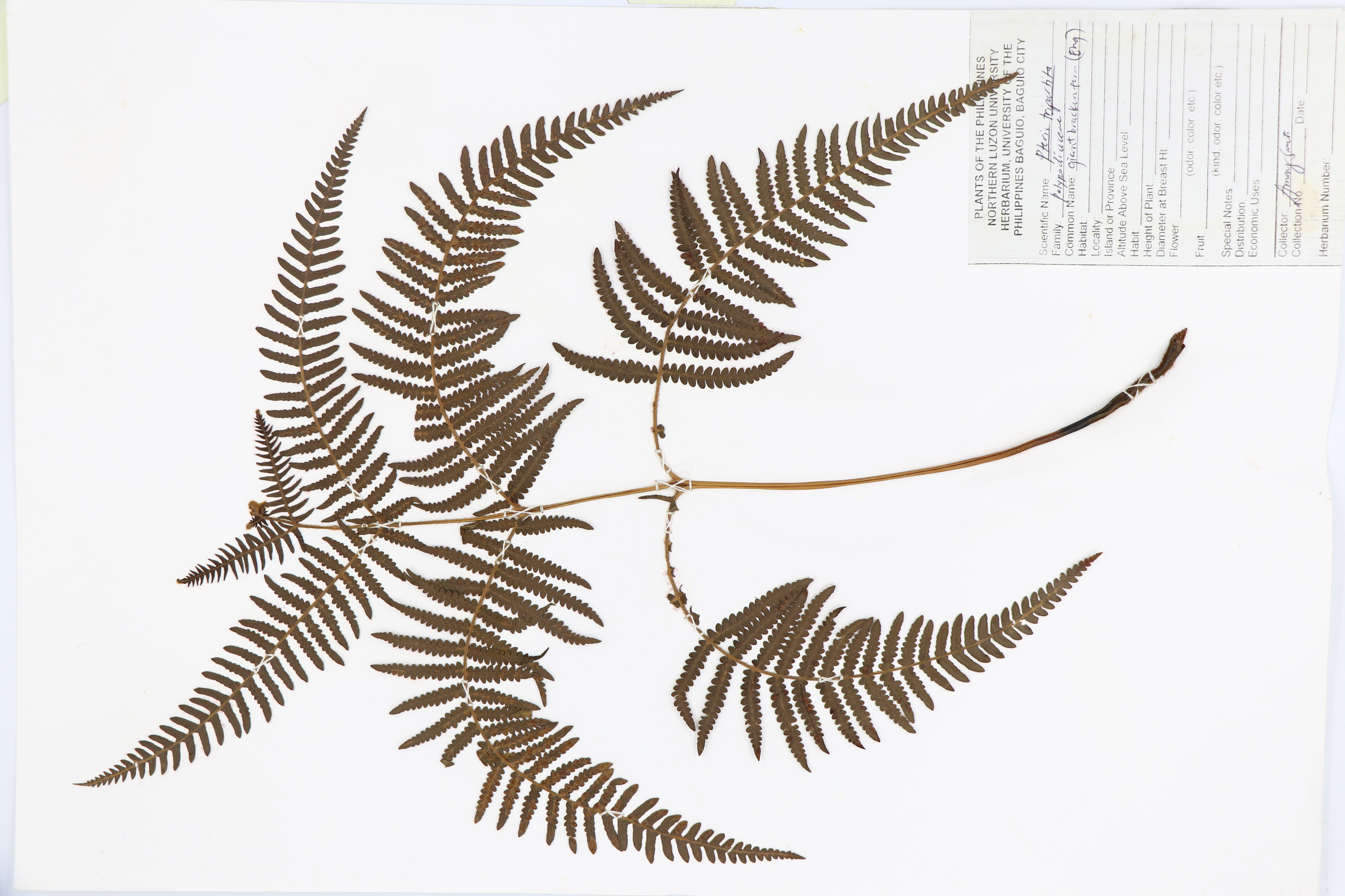 Pteris tripartita