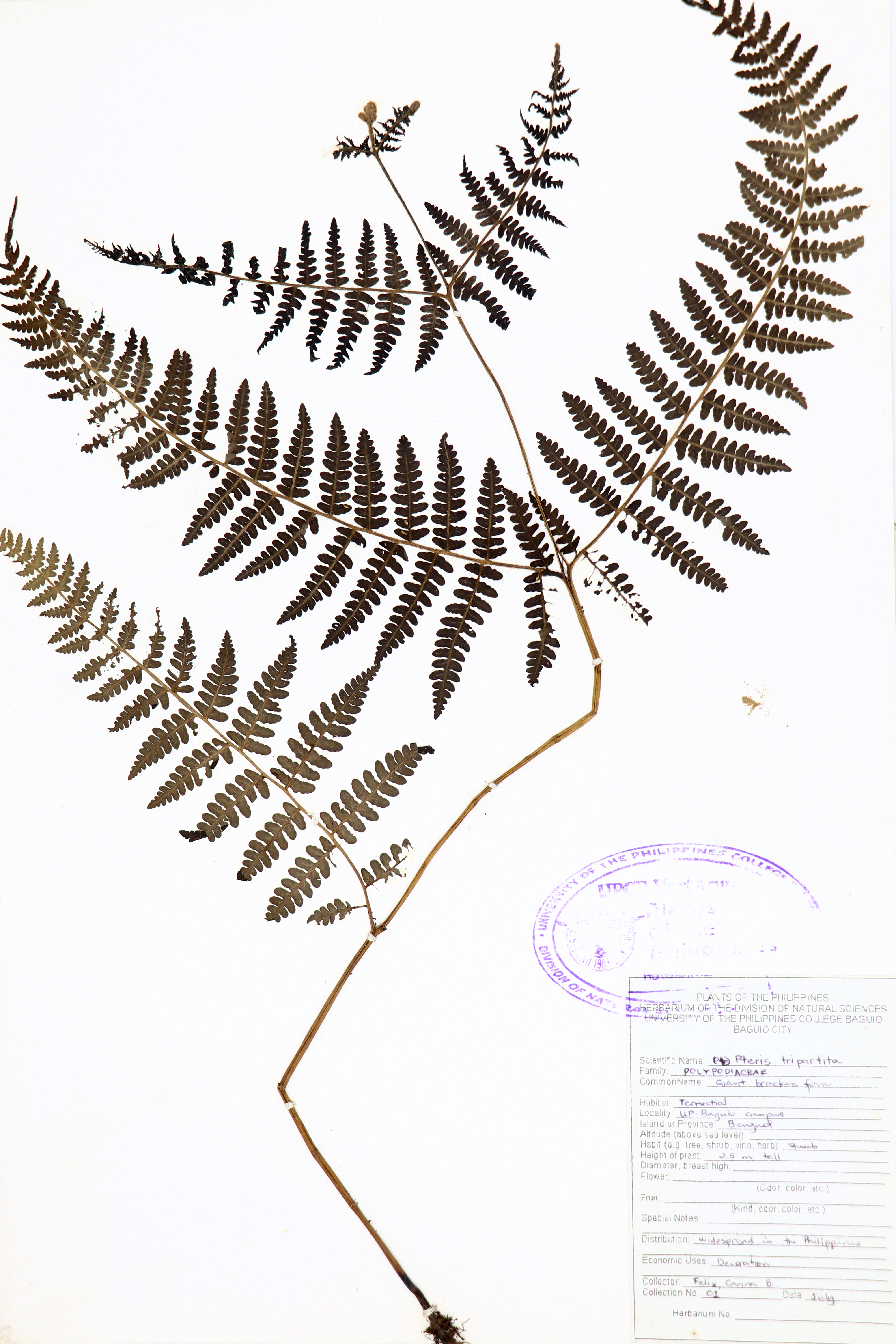 Pteris tripartita