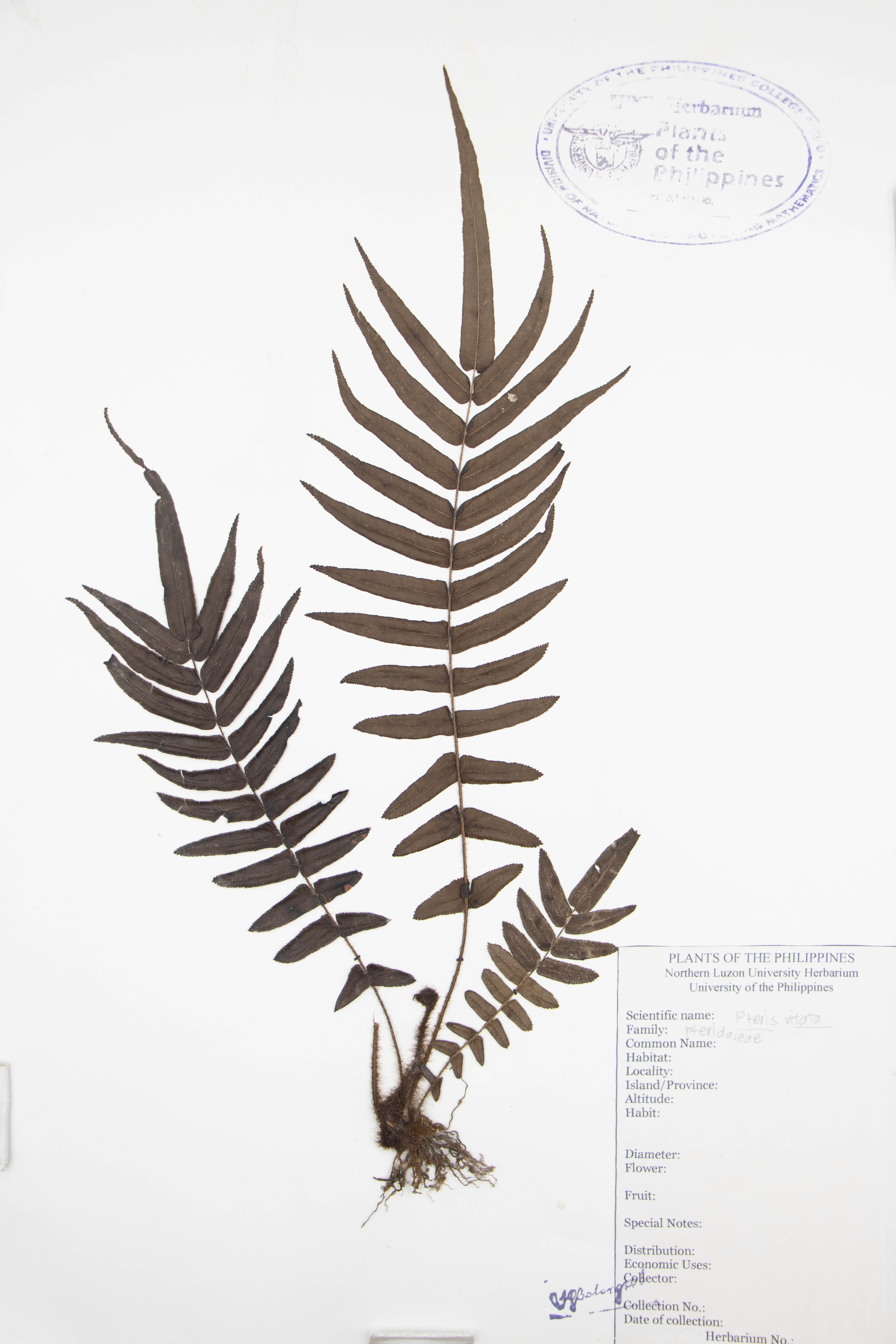 Pteris vittata