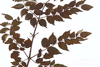 Rubus alnifoliolatus