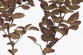 Rubus fraxinifolius