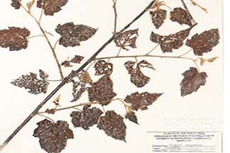 Rubus pectinellus