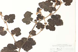 Rubus pinnatisepalus