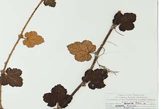 Rubus pinnatisepalus