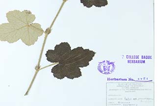 Rubus pinnatisepalus