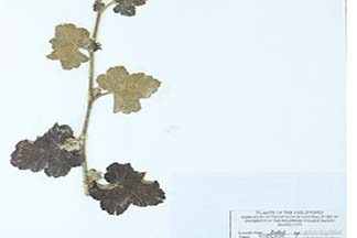 Rubus pinnatisepalus