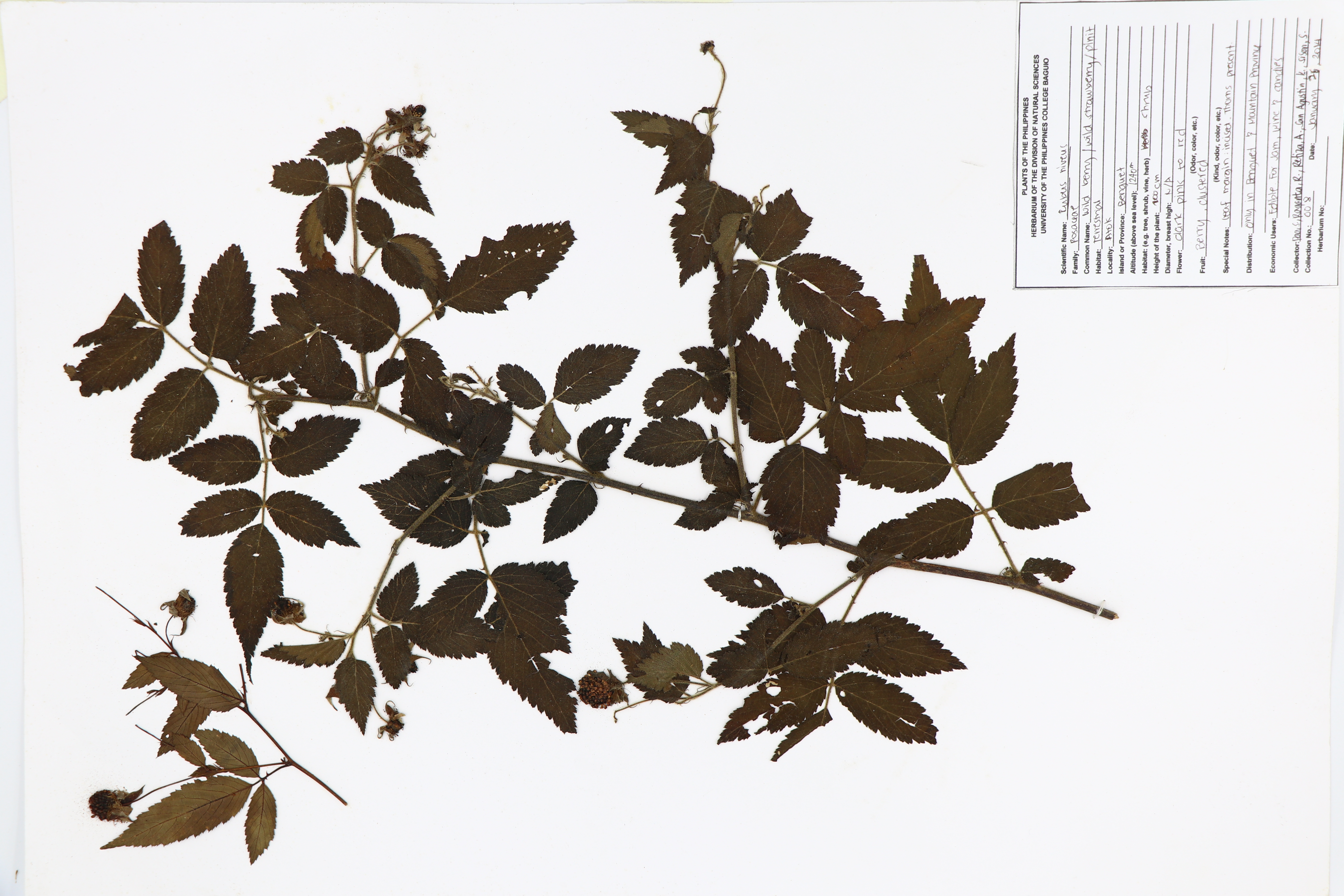 Rubus niveus