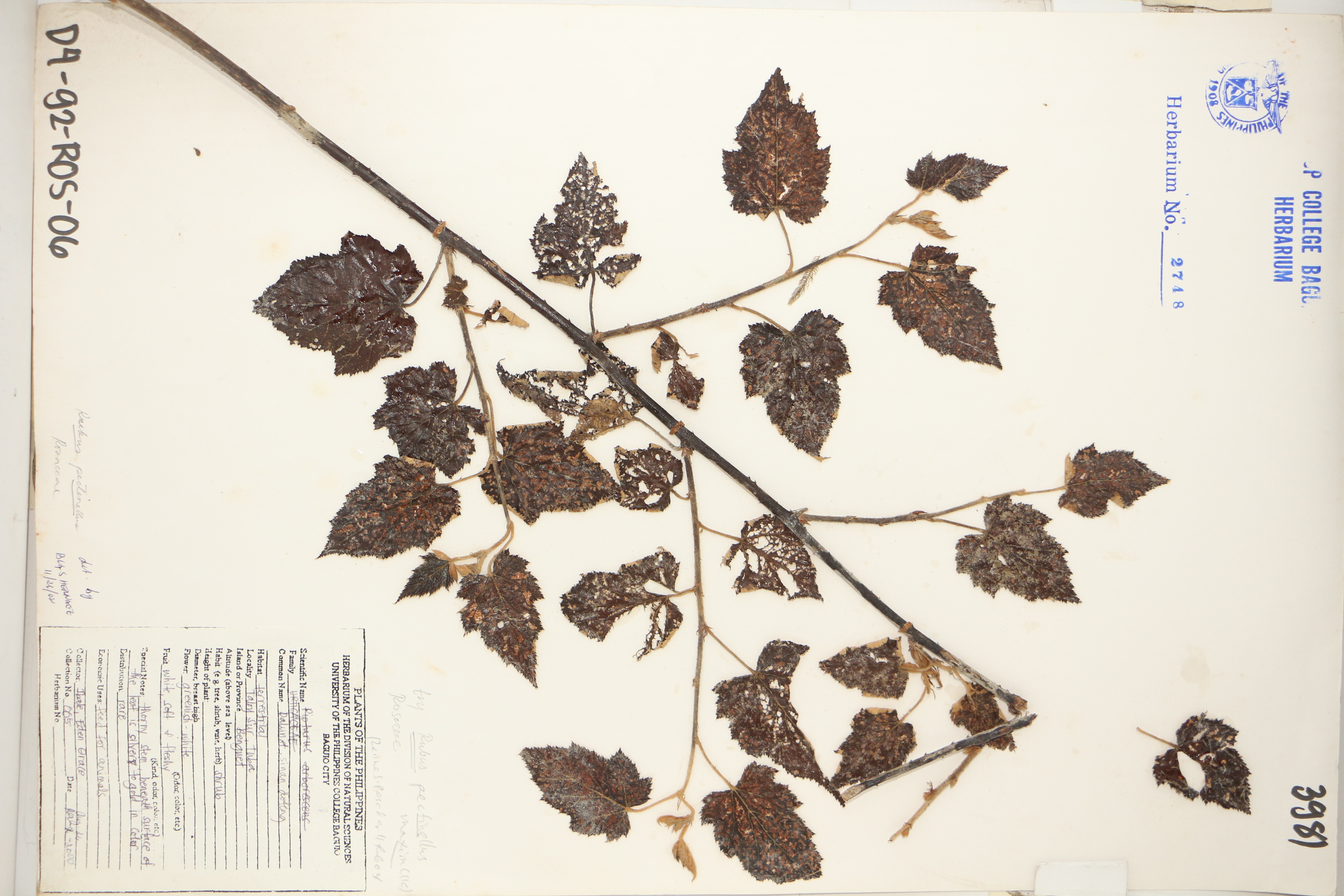 Rubus pectinellus