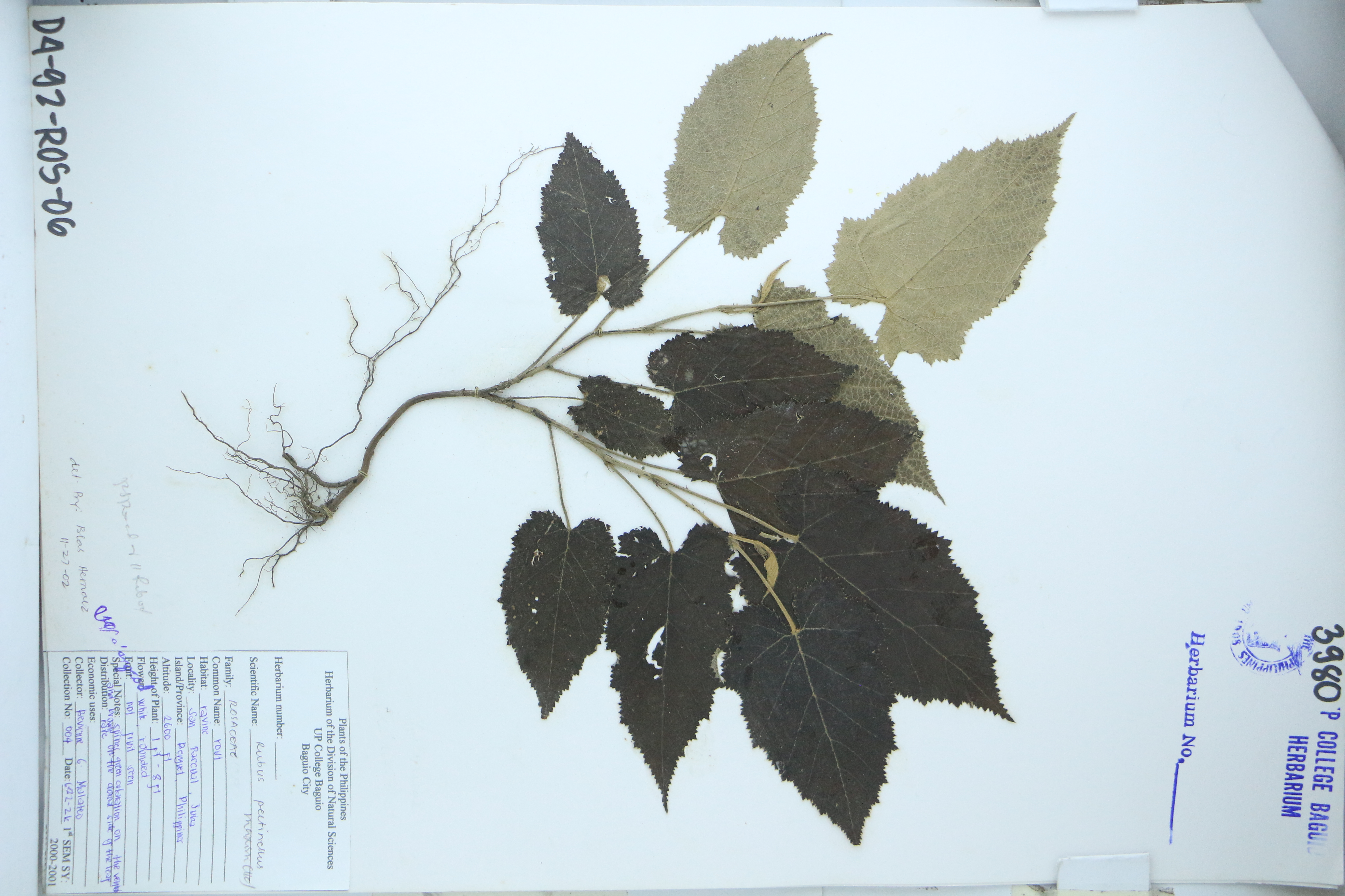 Rubus pectinellus