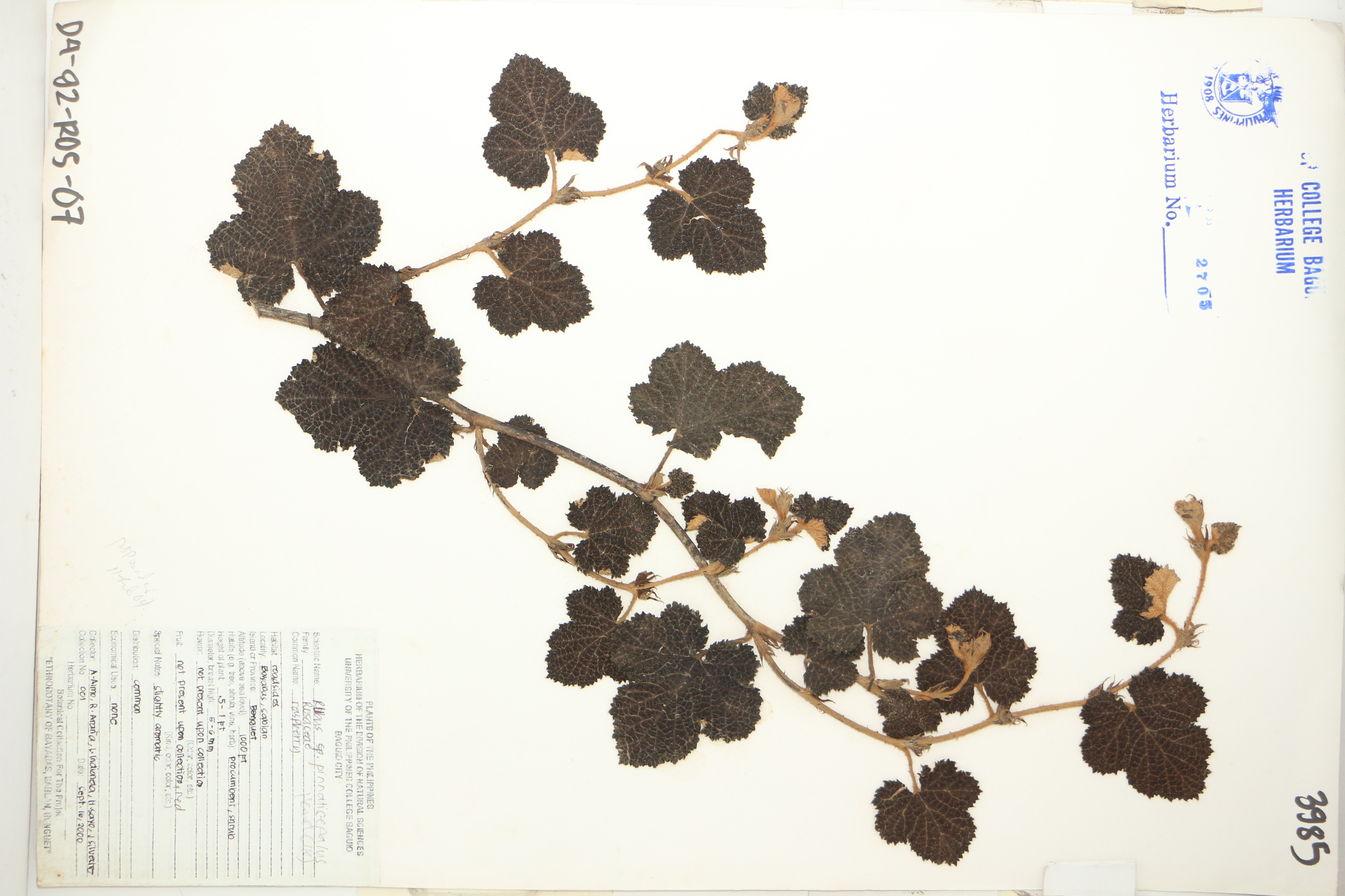 Rubus pinnatisepalus