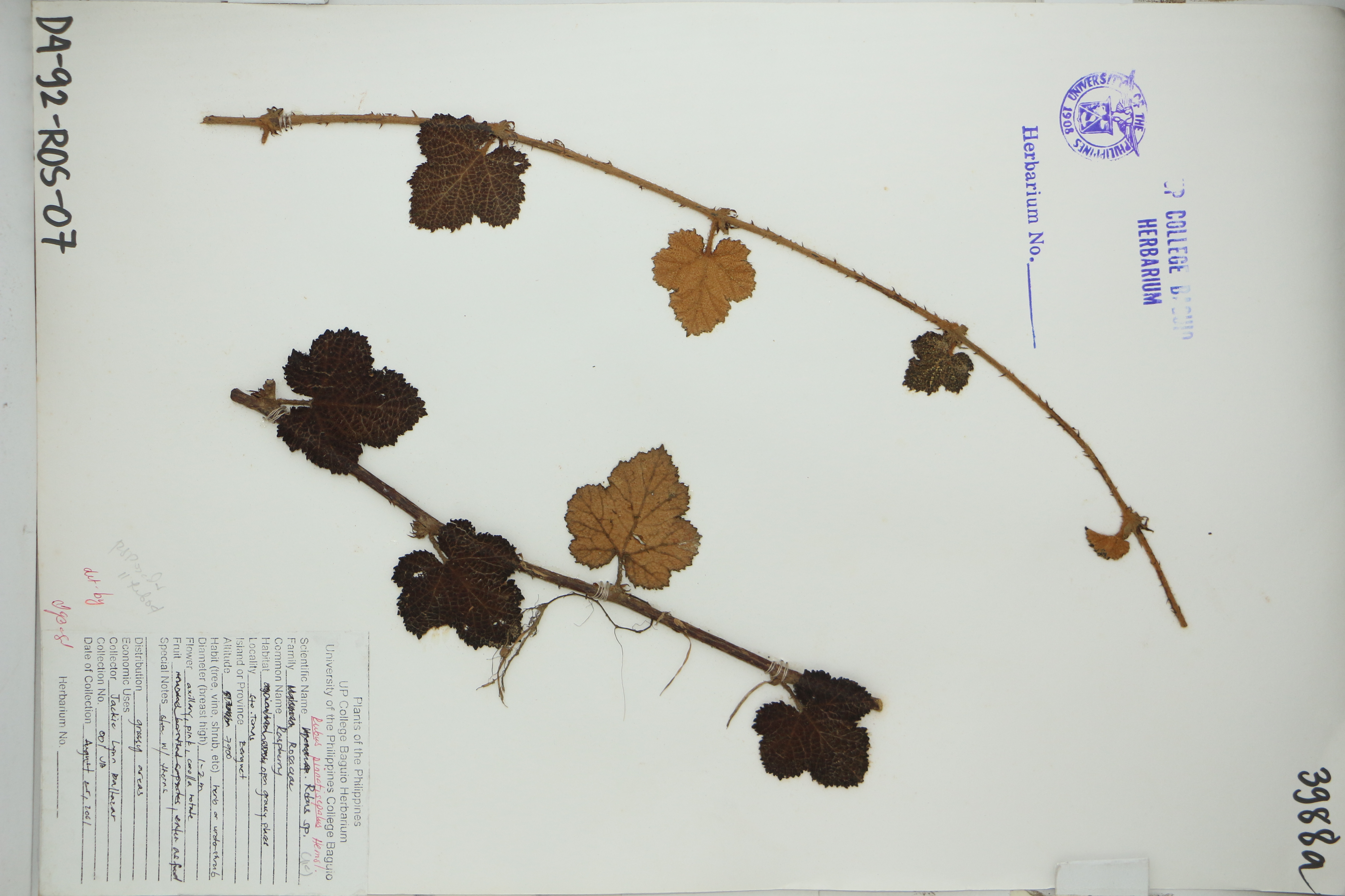 Rubus pinnatisepalus