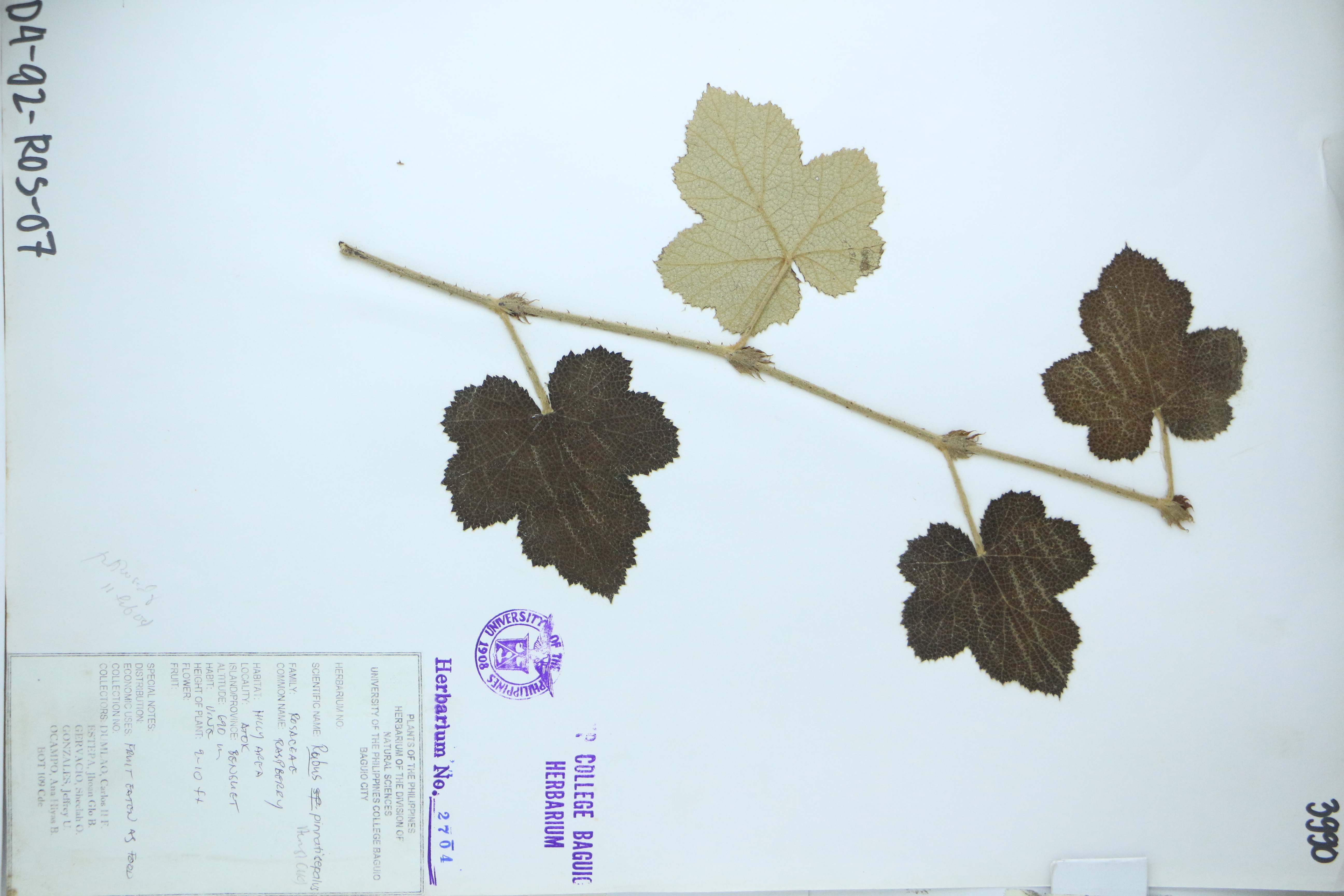 Rubus pinnatisepalus